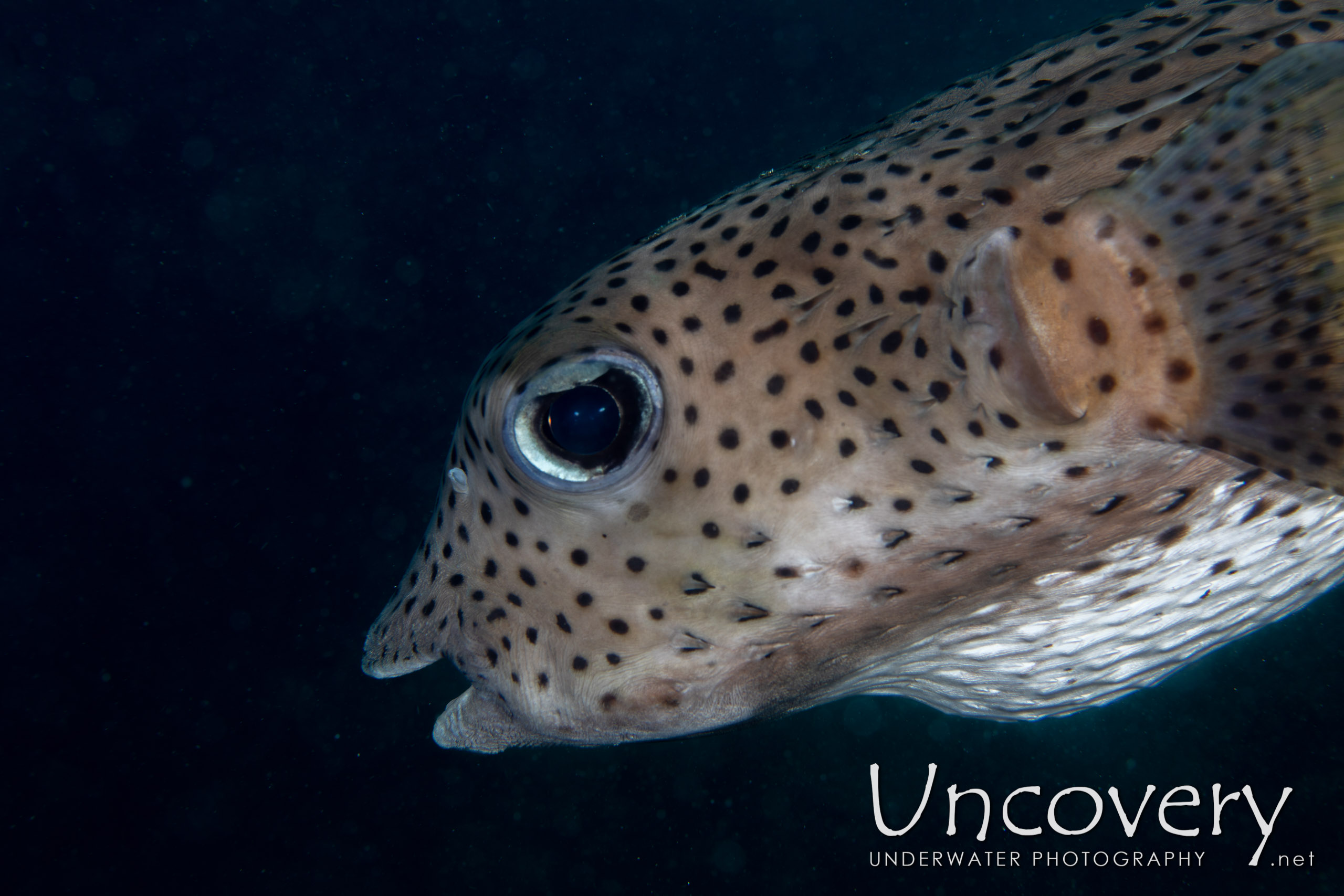 Porcupinefish (diodon Hystrix), photo taken in Indonesia, North Sulawesi, Lembeh Strait, Retak Larry