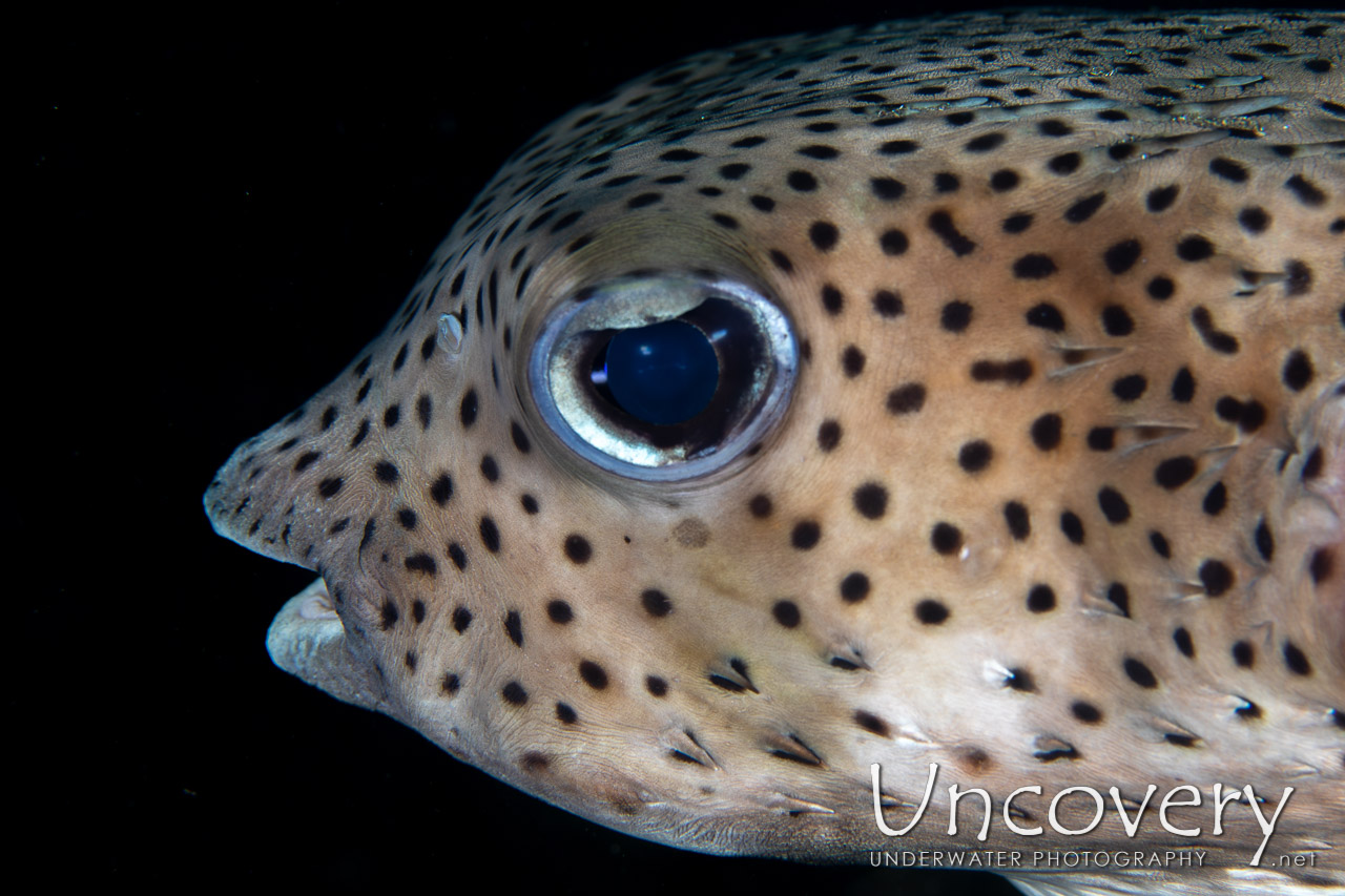 Porcupinefish (diodon Hystrix) shot in Indonesia|North Sulawesi|Lembeh Strait|Retak Larry