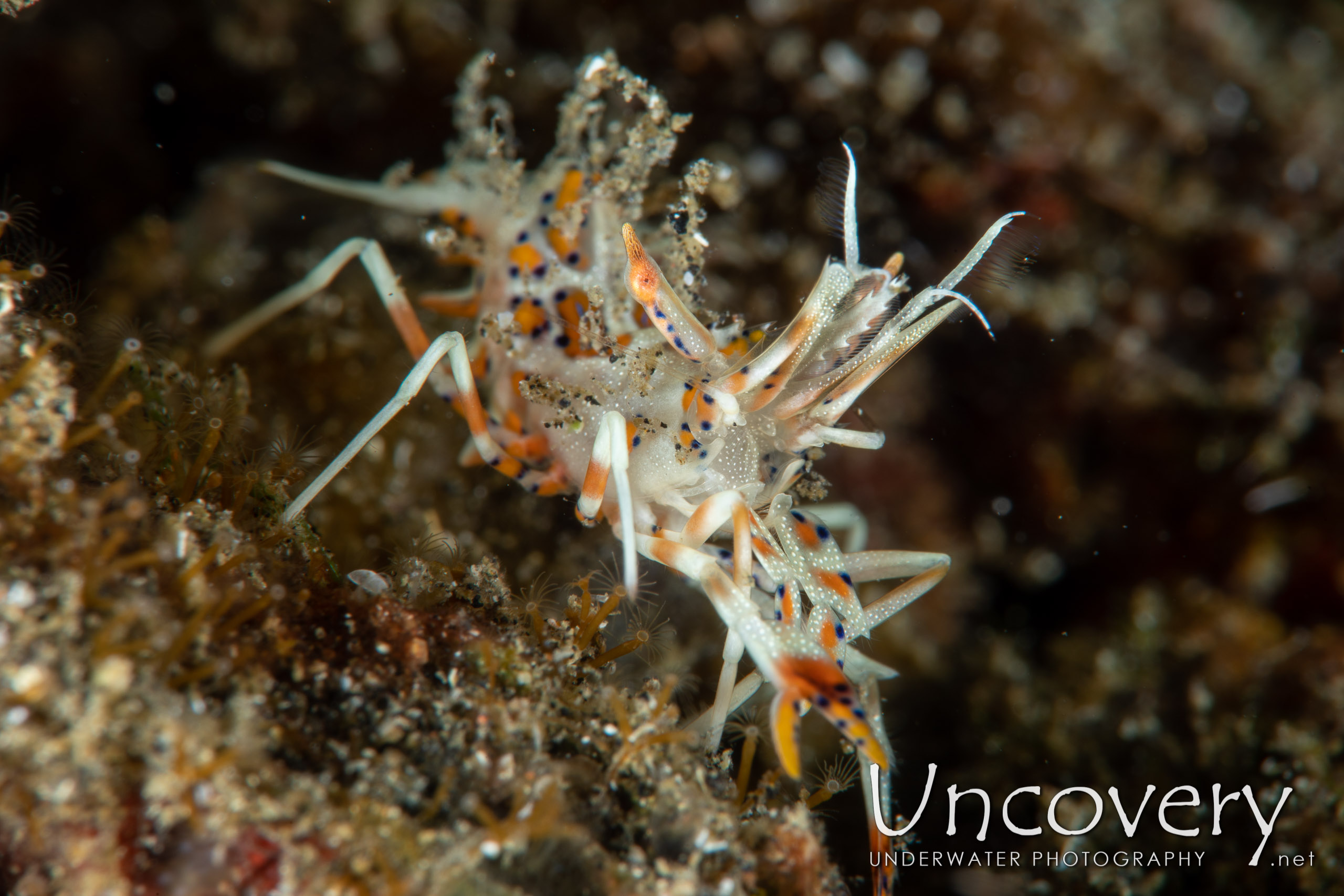 Tiger Shrimp (phyllognathia Ceratophthalma), photo taken in Indonesia, North Sulawesi, Lembeh Strait, Retak Larry