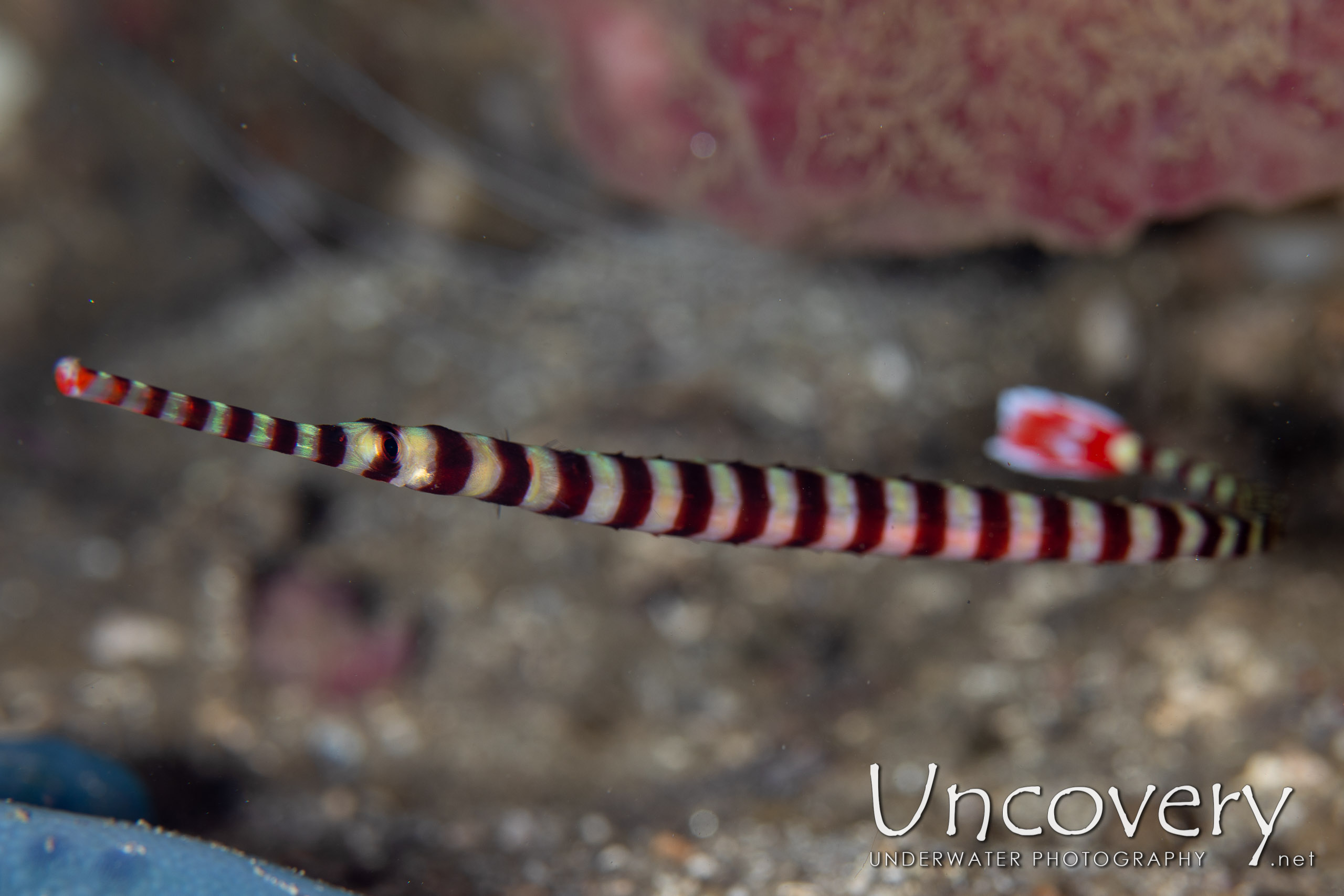 Banded Coral Shrimp (stenopus Hispidus), photo taken in Indonesia, North Sulawesi, Lembeh Strait, Bronsel