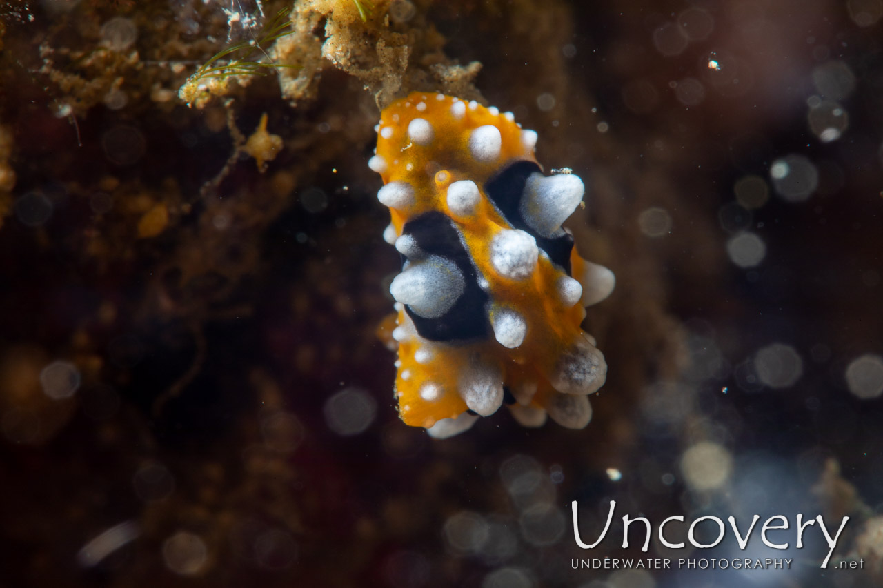 Nudibranch (phyllidia Ocellata), photo taken in Indonesia, North Sulawesi, Lembeh Strait, Bronsel