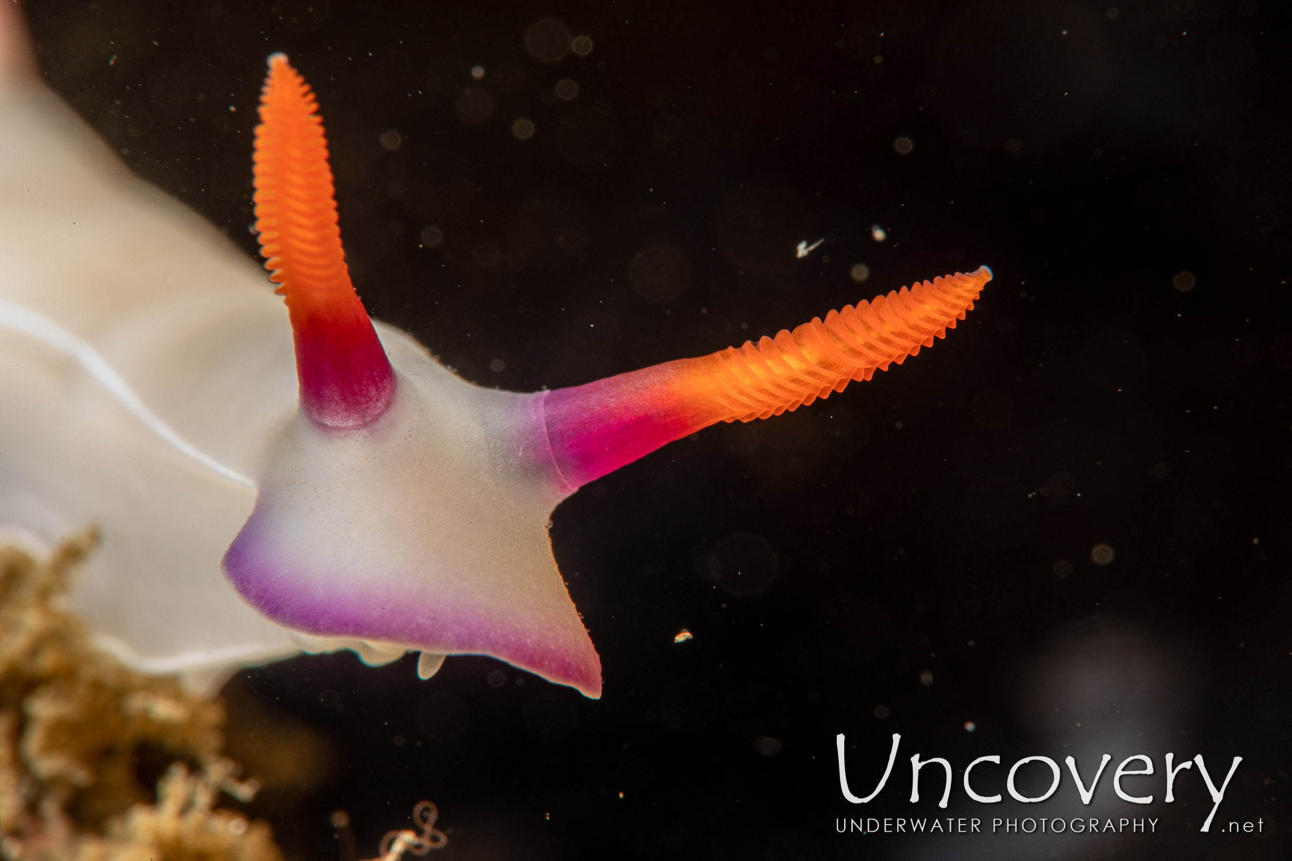 Nudibranch, photo taken in Indonesia, North Sulawesi, Lembeh Strait, Bronsel