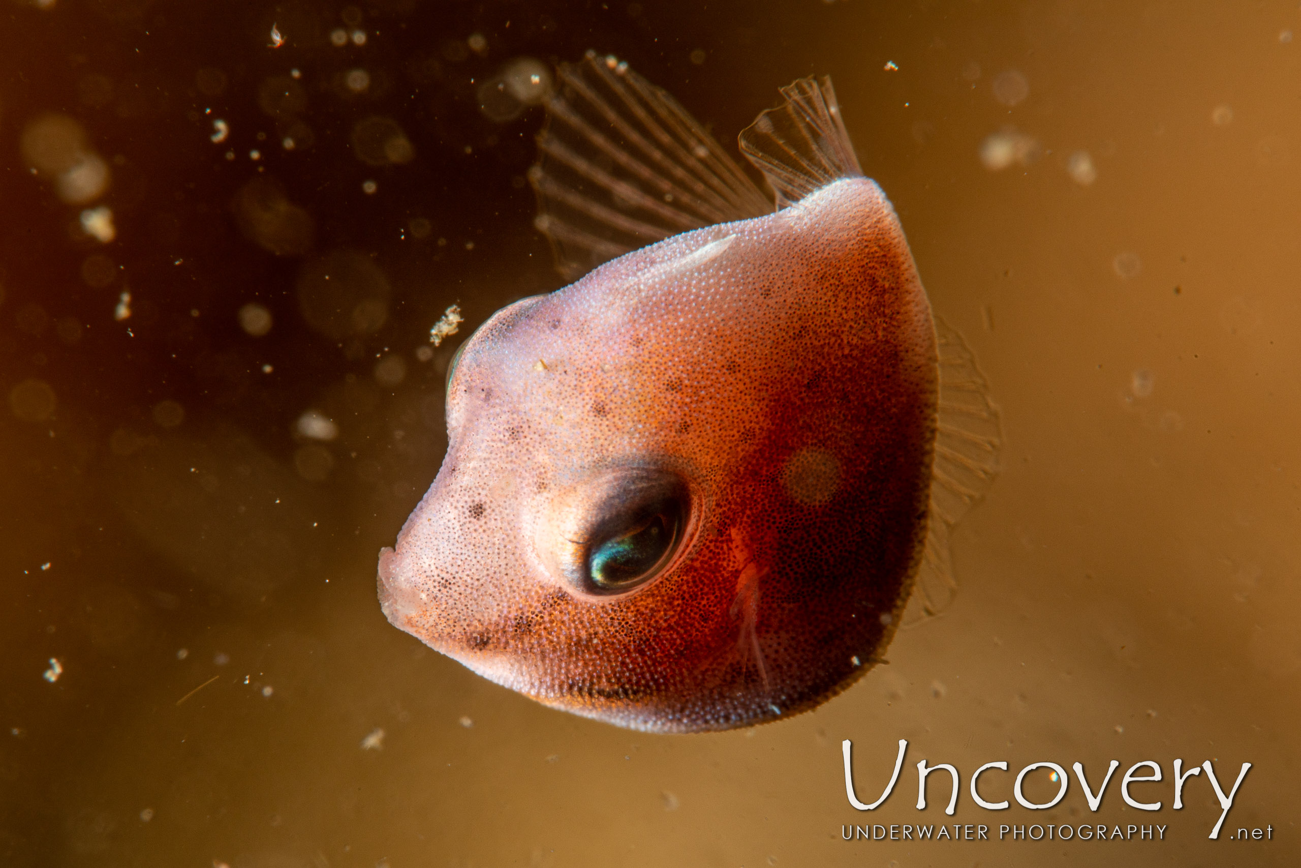 Puffer Filefish (brachaluteres Taylori), photo taken in Indonesia, North Sulawesi, Lembeh Strait, Bronsel