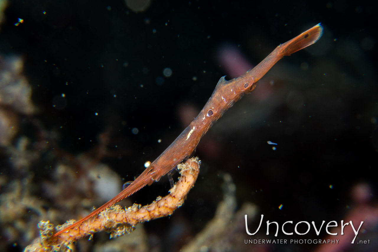 Ocellated Tozeuma Shrimp (tozeuma Lanceolatum), photo taken in Indonesia, North Sulawesi, Lembeh Strait, Bronsel