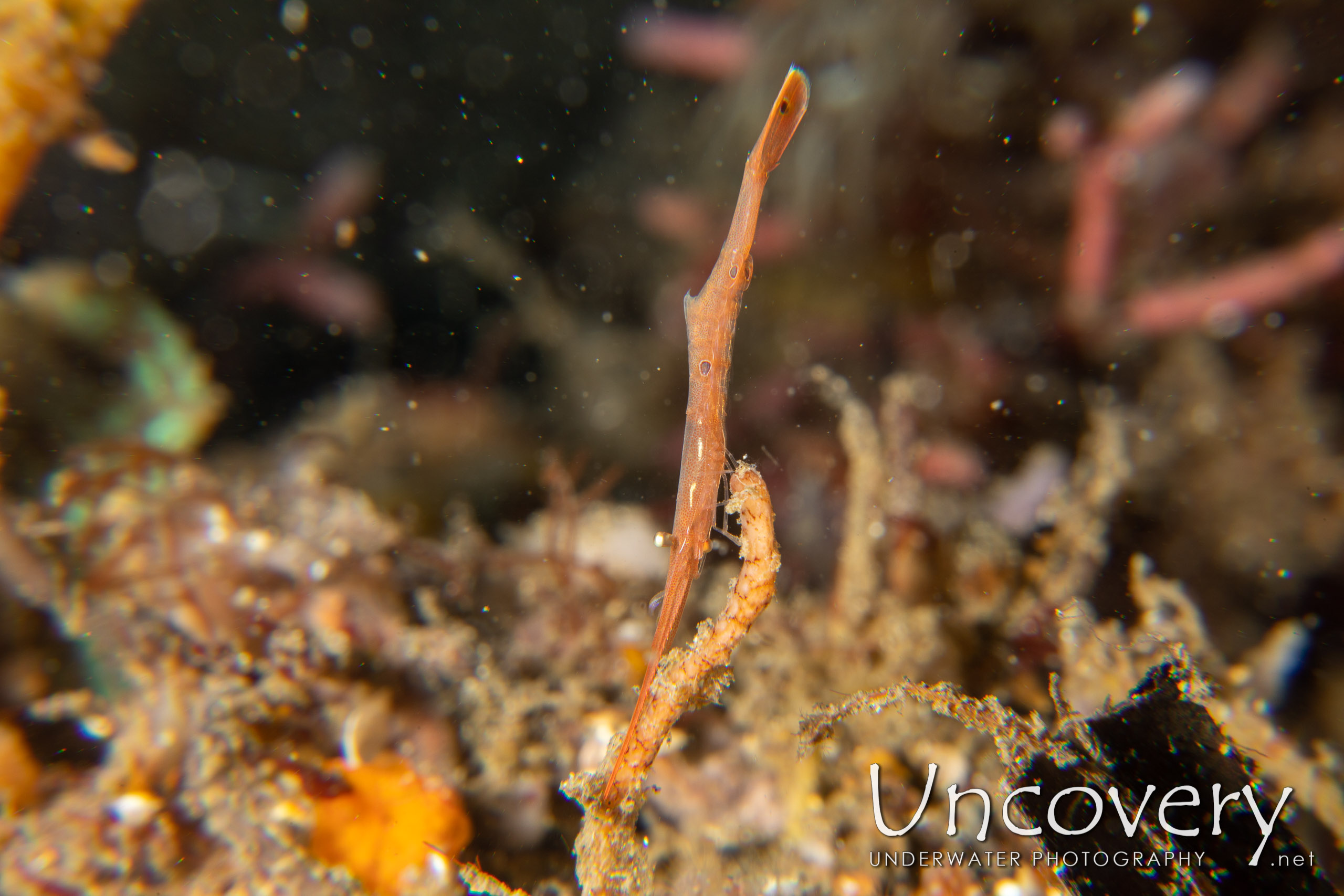 Ocellated Tozeuma Shrimp (tozeuma Lanceolatum), photo taken in Indonesia, North Sulawesi, Lembeh Strait, Bronsel