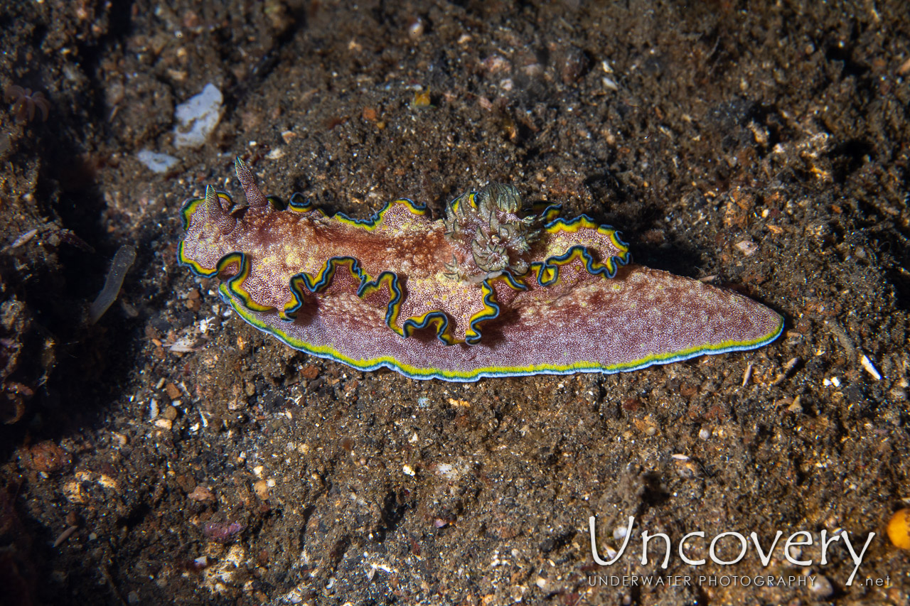 Nudibranch (glossodoris Glossodoris Sp. Cf. Cincta), photo taken in Indonesia, North Sulawesi, Lembeh Strait, Bronsel