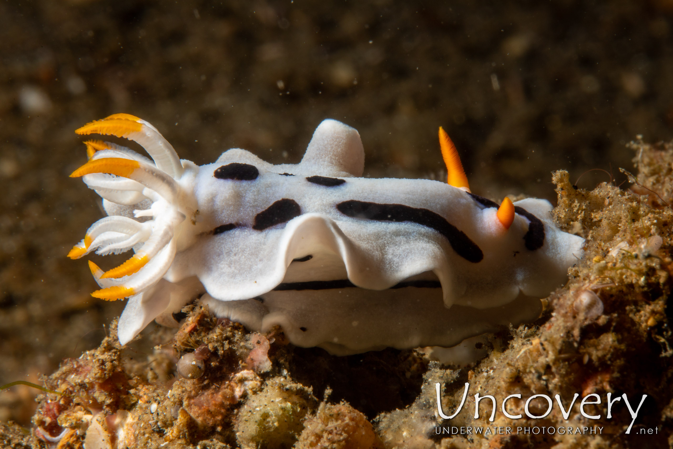 Nudibranch, photo taken in Indonesia, North Sulawesi, Lembeh Strait, Bronsel