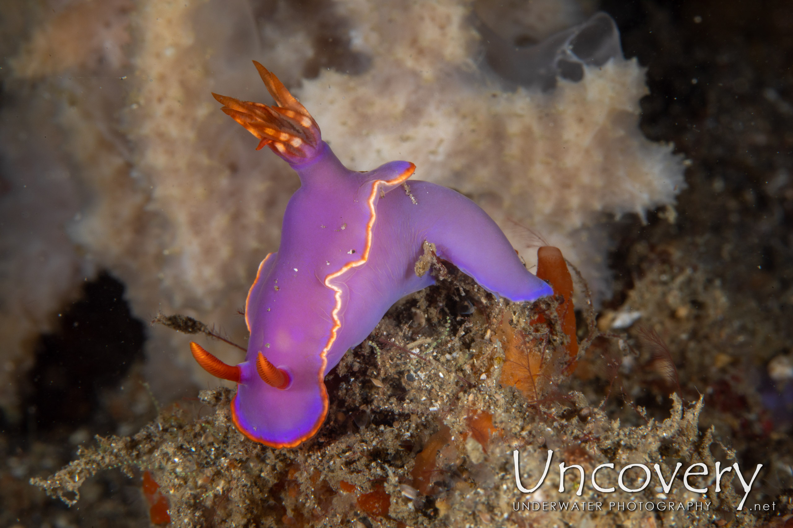 Nudibranch, photo taken in Indonesia, North Sulawesi, Lembeh Strait, Police Pier