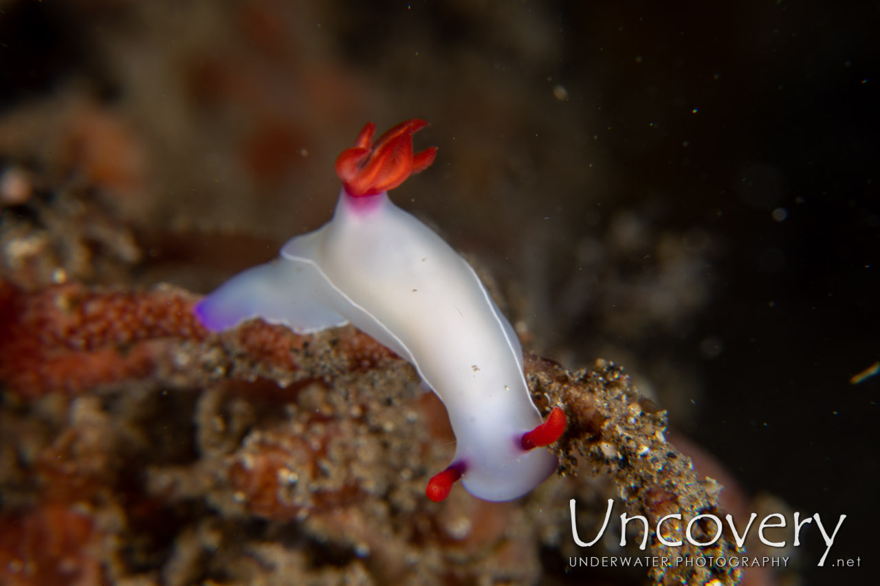 Nudibranch (thorunna Punicea) shot in Indonesia|North Sulawesi|Lembeh Strait|Police Pier