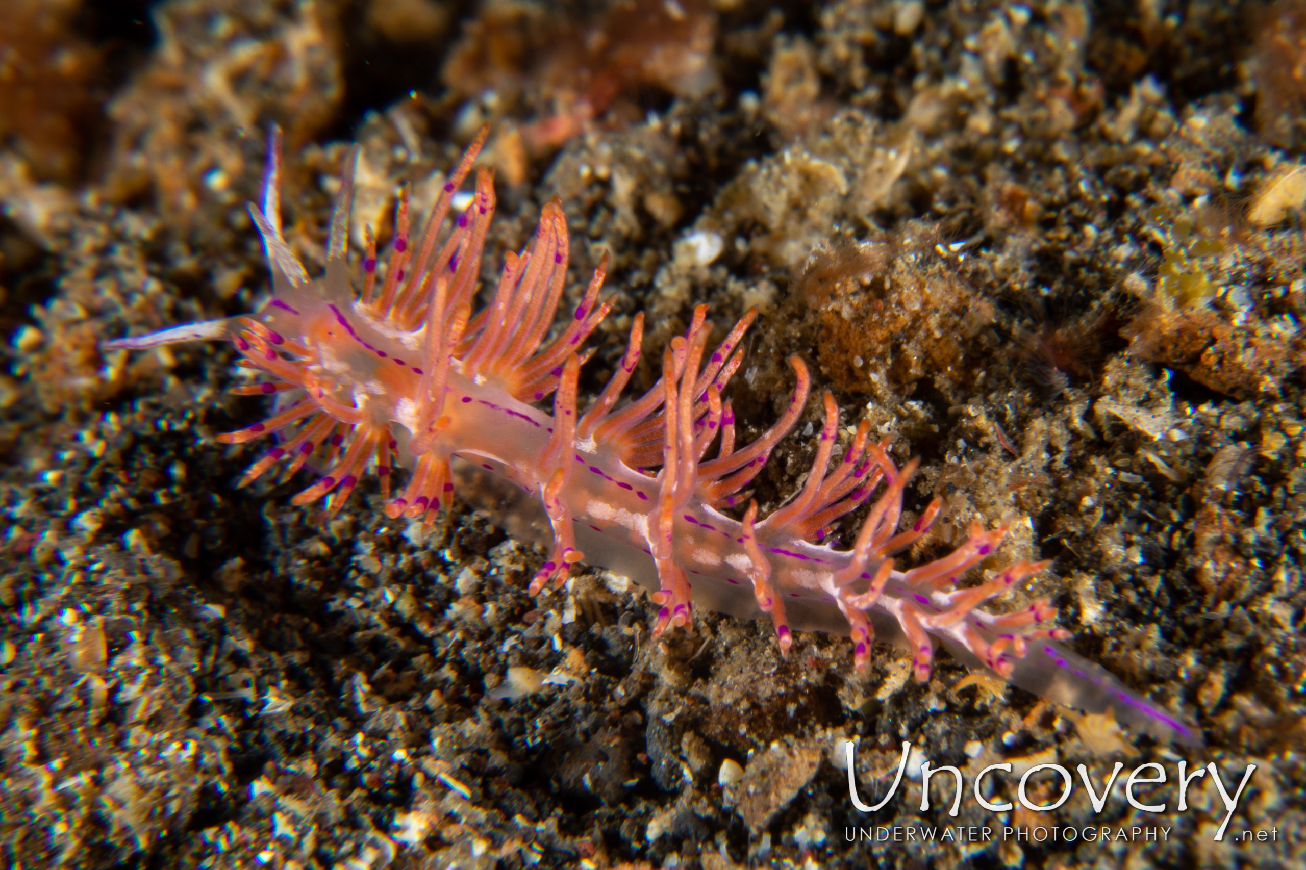 Nudibranch, photo taken in Indonesia, North Sulawesi, Lembeh Strait, Police Pier