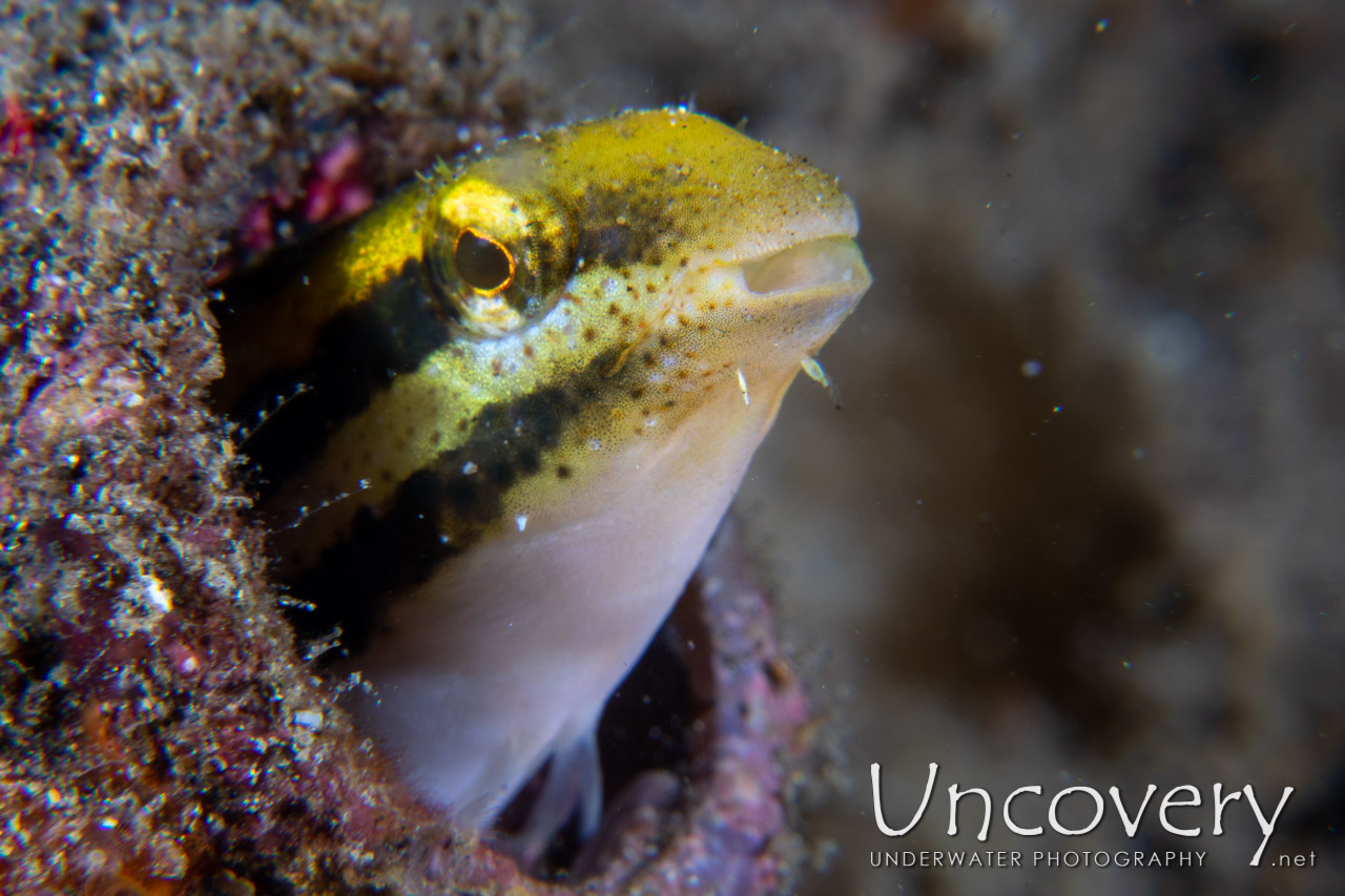 Shorthead Fangblenny (petroscirtes Breviceps) shot in Indonesia|North Sulawesi|Lembeh Strait|Police Pier