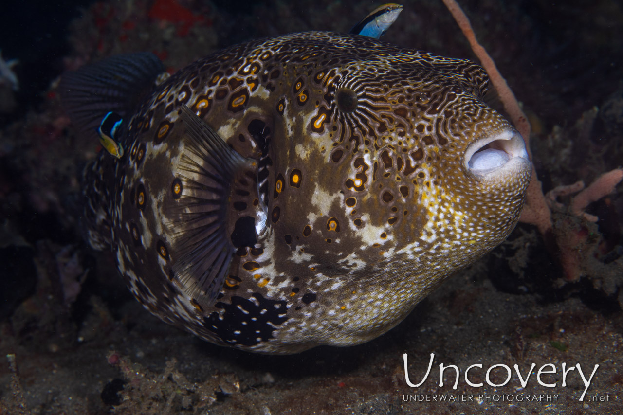Map Puffer (arothron Mappa) shot in Indonesia|North Sulawesi|Lembeh Strait|Police Pier