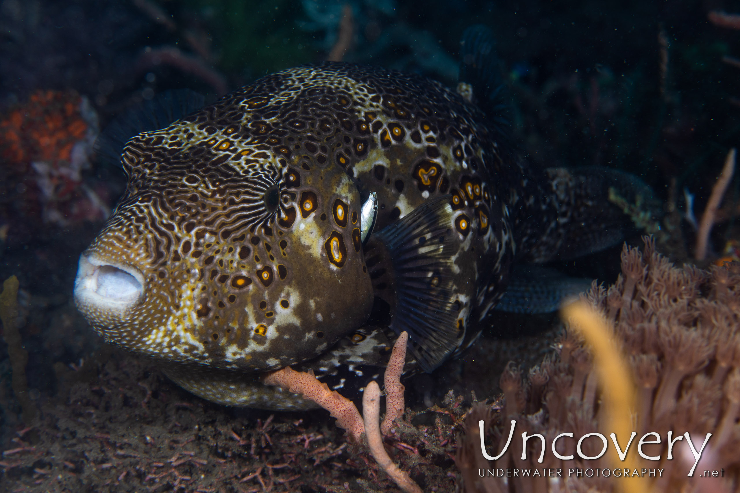 Map Puffer (arothron Mappa), photo taken in Indonesia, North Sulawesi, Lembeh Strait, Police Pier