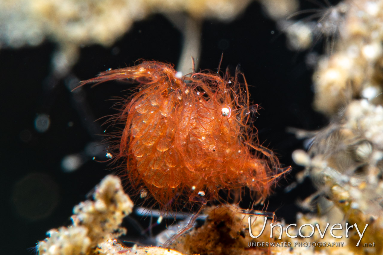 Hairy Shrimp (phycocaris Simulans) shot in Indonesia|North Sulawesi|Lembeh Strait|Police Pier