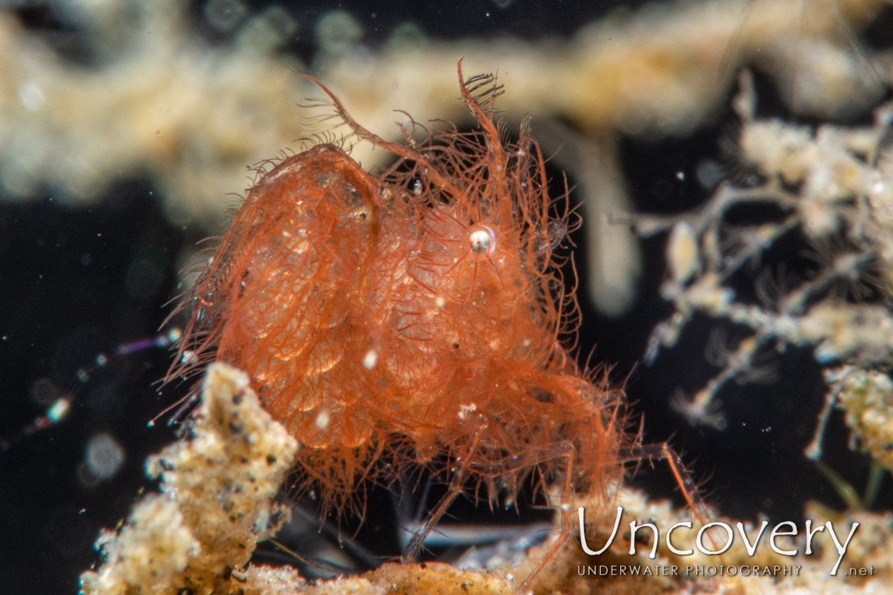Hairy Shrimp (phycocaris Simulans), photo taken in Indonesia, North Sulawesi, Lembeh Strait, Police Pier