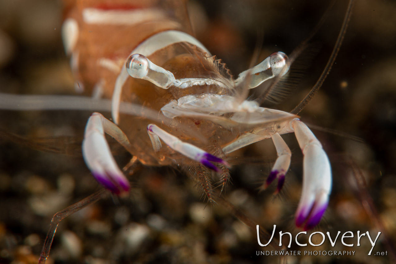 Magnificent Anemone Shrimp (ancylomenes  Magnificus) shot in Indonesia|North Sulawesi|Lembeh Strait|Police Pier