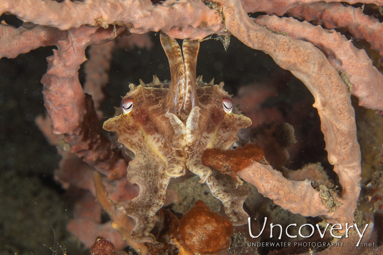 Broadclub Cuttlefish (sepia Latimanus) shot in Indonesia|North Sulawesi|Lembeh Strait|Police Pier