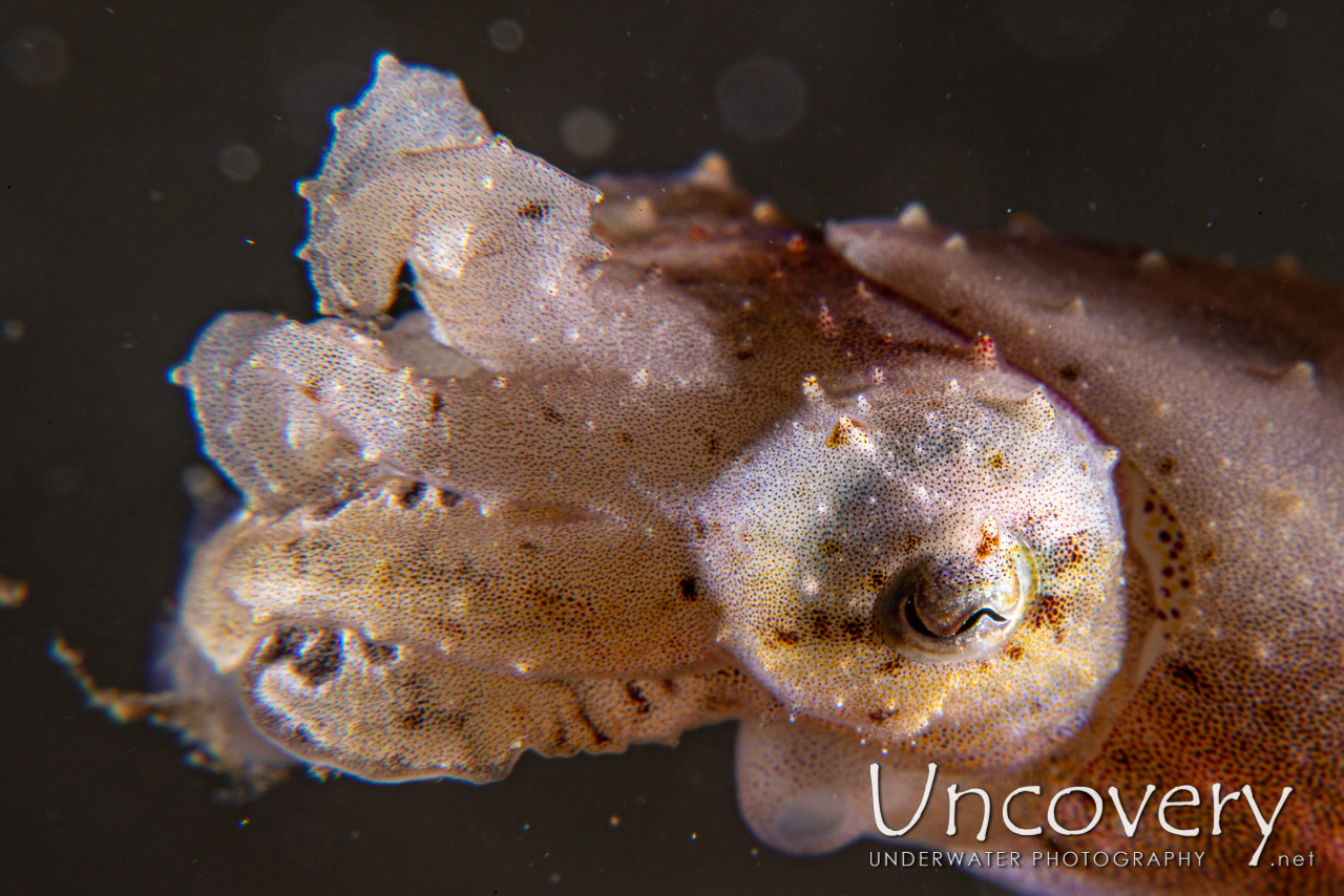 Pygmy Cuttlefish (sepia Bandensis) shot in Indonesia|North Sulawesi|Lembeh Strait|Police Pier