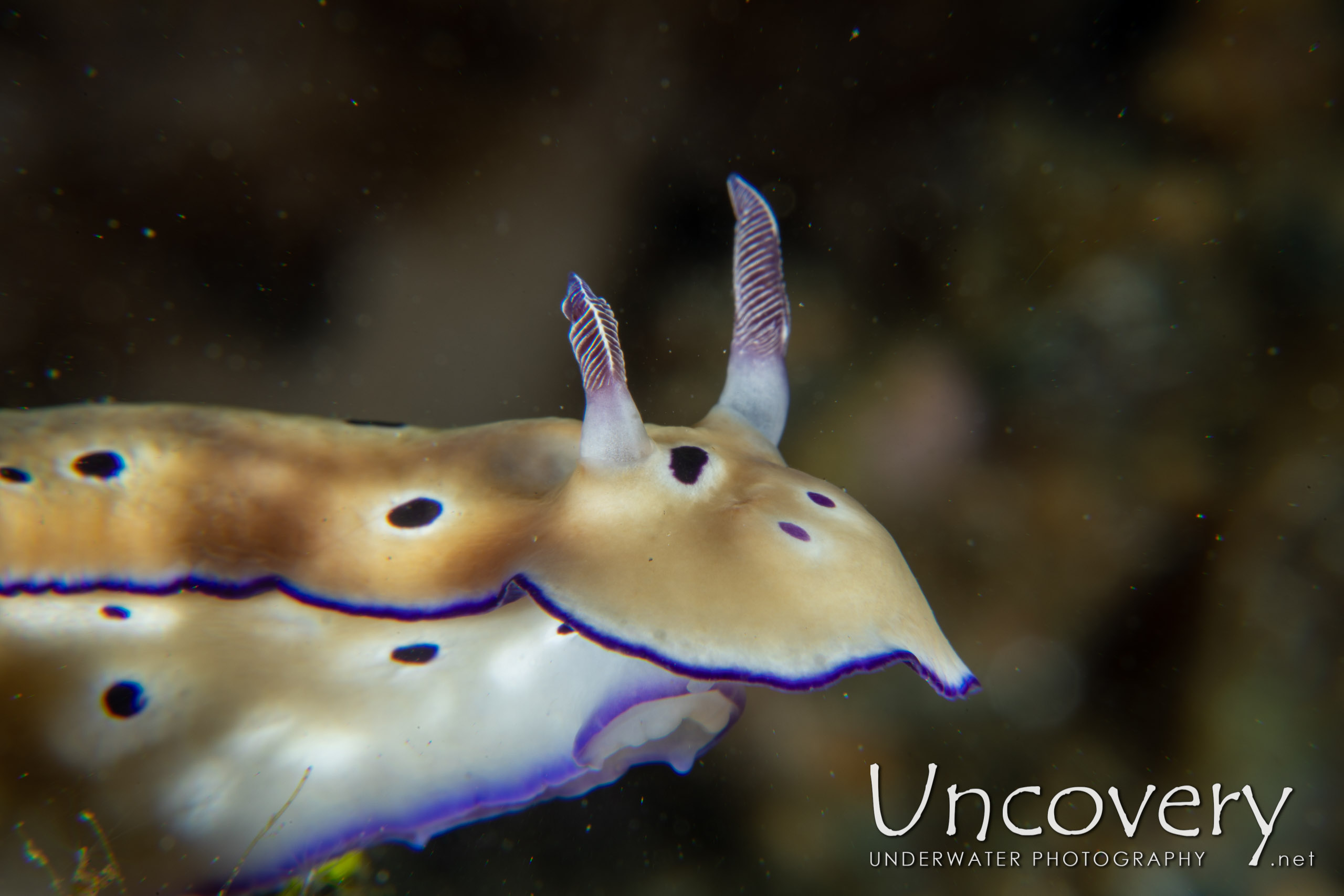 Nudibranch, photo taken in Indonesia, North Sulawesi, Lembeh Strait, Police Pier