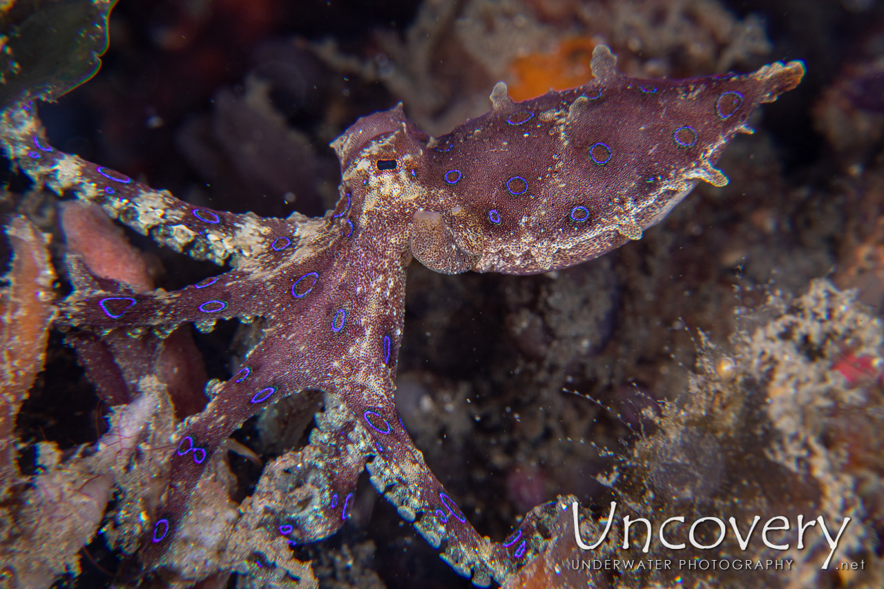 Blue Ring Octopus (hapalochlaena Lunulata), photo taken in Indonesia, North Sulawesi, Lembeh Strait, Goby a Crab