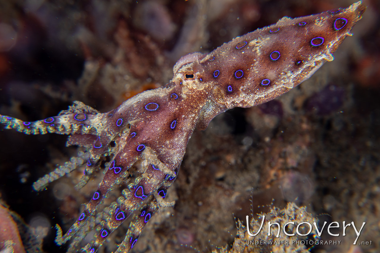 Blue Ring Octopus (hapalochlaena Lunulata), photo taken in Indonesia, North Sulawesi, Lembeh Strait, Goby a Crab