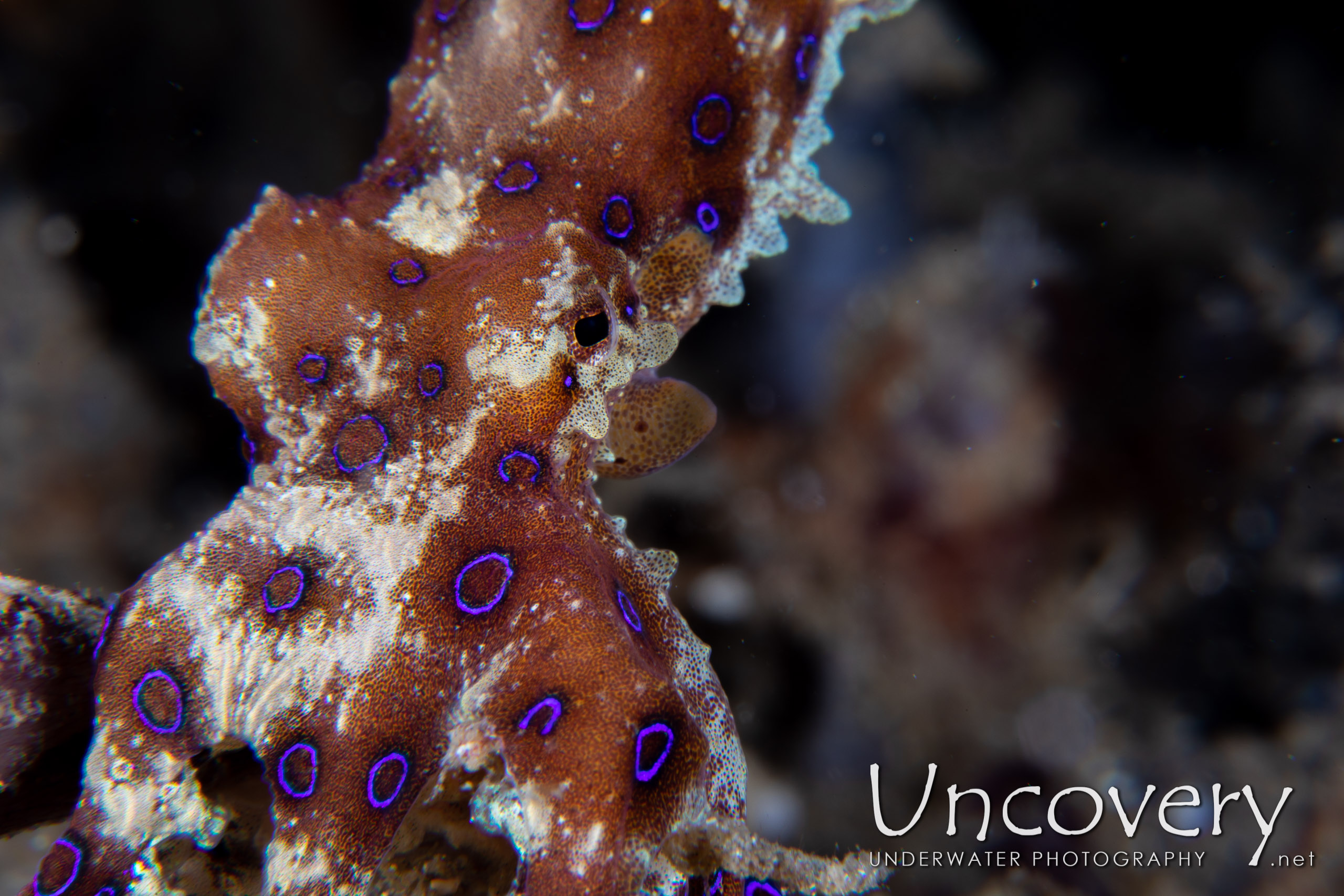 Blue Ring Octopus (hapalochlaena Lunulata), photo taken in Indonesia, North Sulawesi, Lembeh Strait, Goby a Crab