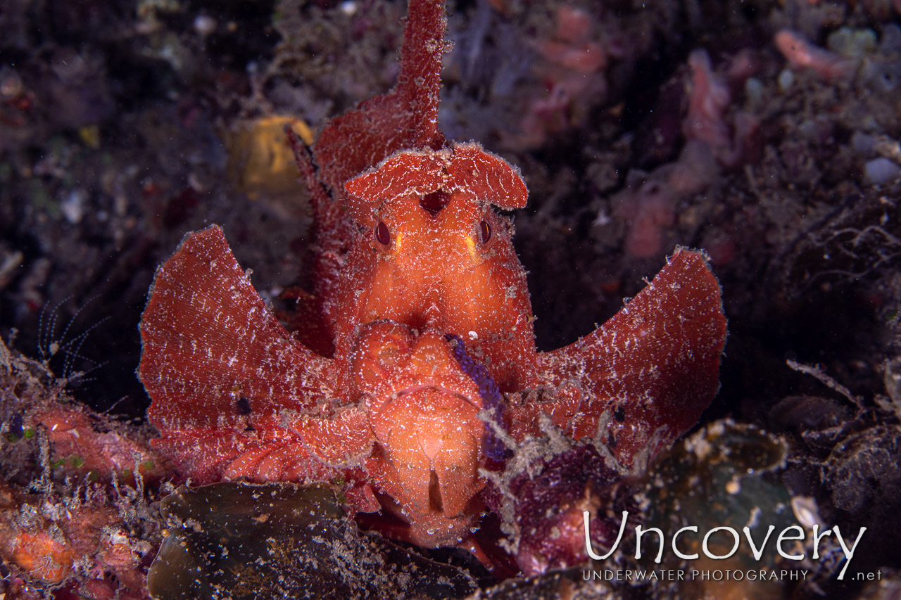 Paddleflap Scorpionfish (rhinopias Eschmeyeri) shot in Indonesia|North Sulawesi|Lembeh Strait|Goby a Crab