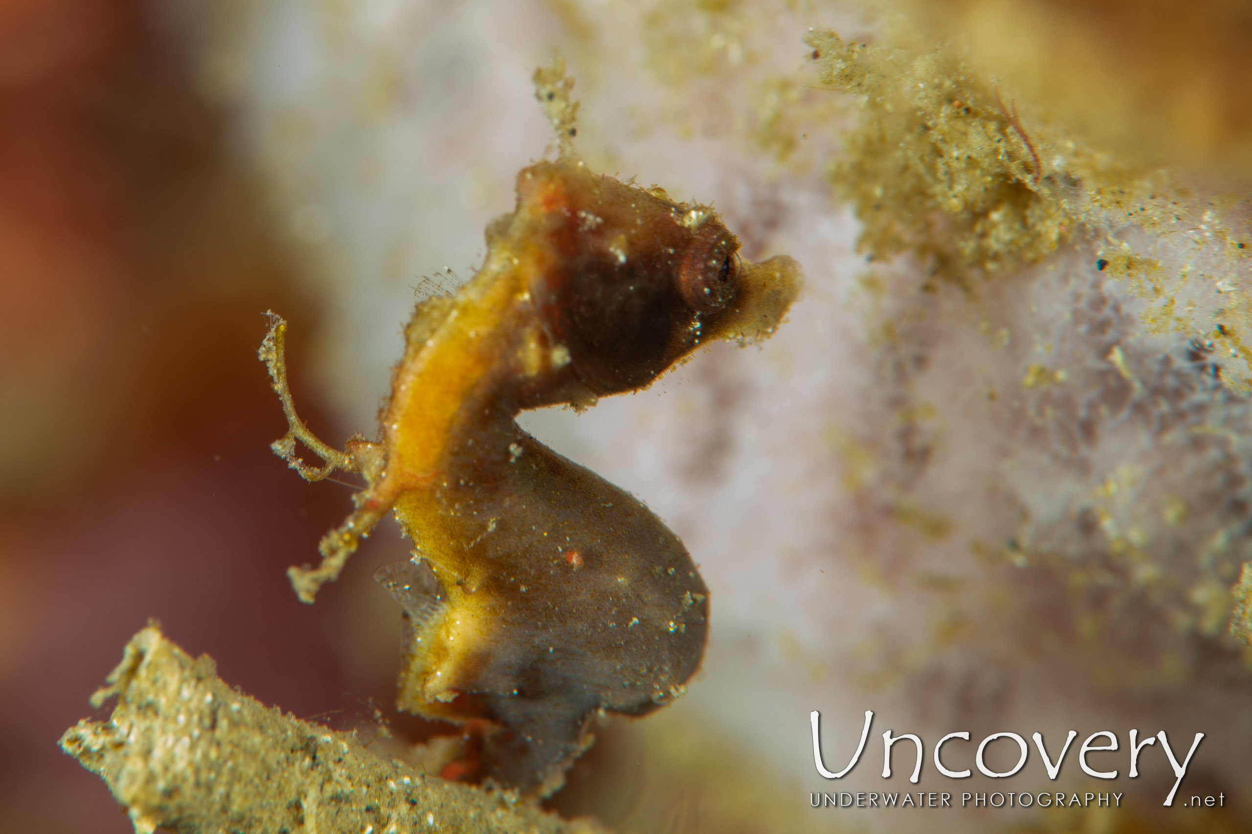 Pontohi Pygmy Sea Horse (hippocampus Pontohi), photo taken in Indonesia, North Sulawesi, Lembeh Strait, Goby a Crab