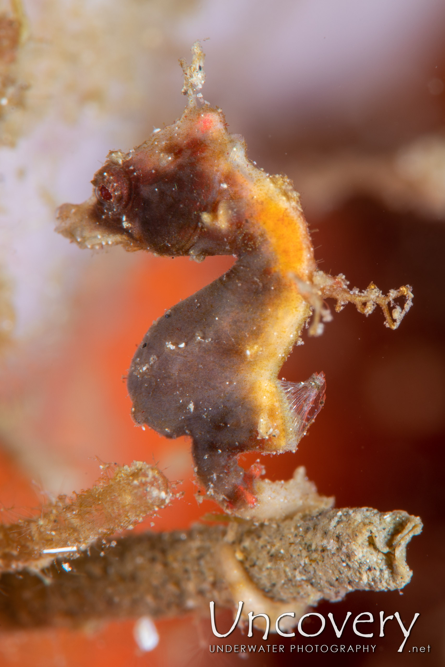 Pontohi Pygmy Sea Horse (hippocampus Pontohi), photo taken in Indonesia, North Sulawesi, Lembeh Strait, Goby a Crab