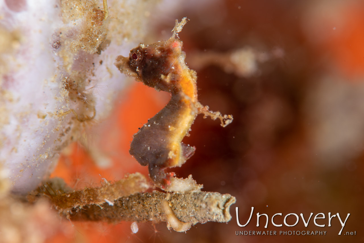Pontohi Pygmy Sea Horse (hippocampus Pontohi) shot in Indonesia|North Sulawesi|Lembeh Strait|Goby a Crab