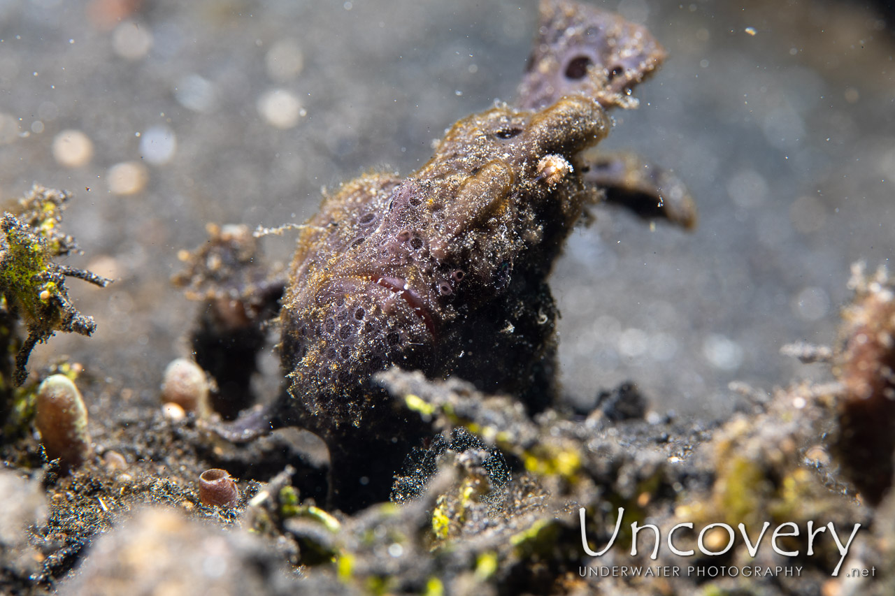 Painted Frogfish (antennarius Pictus), photo taken in Indonesia, North Sulawesi, Lembeh Strait, Hairball