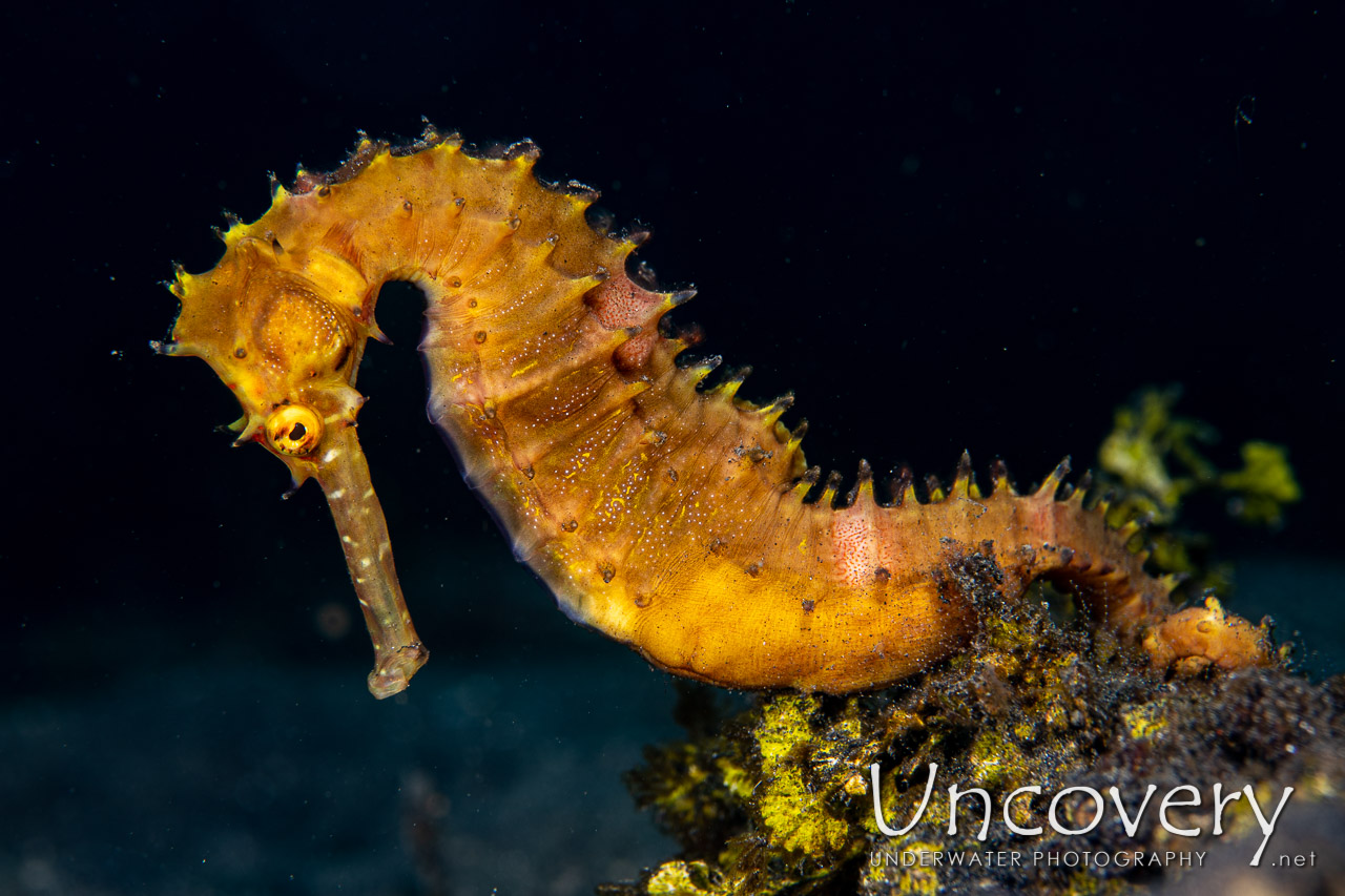 Thorny Seahorse (hippocampus Histrix), photo taken in Indonesia, North Sulawesi, Lembeh Strait, Hairball