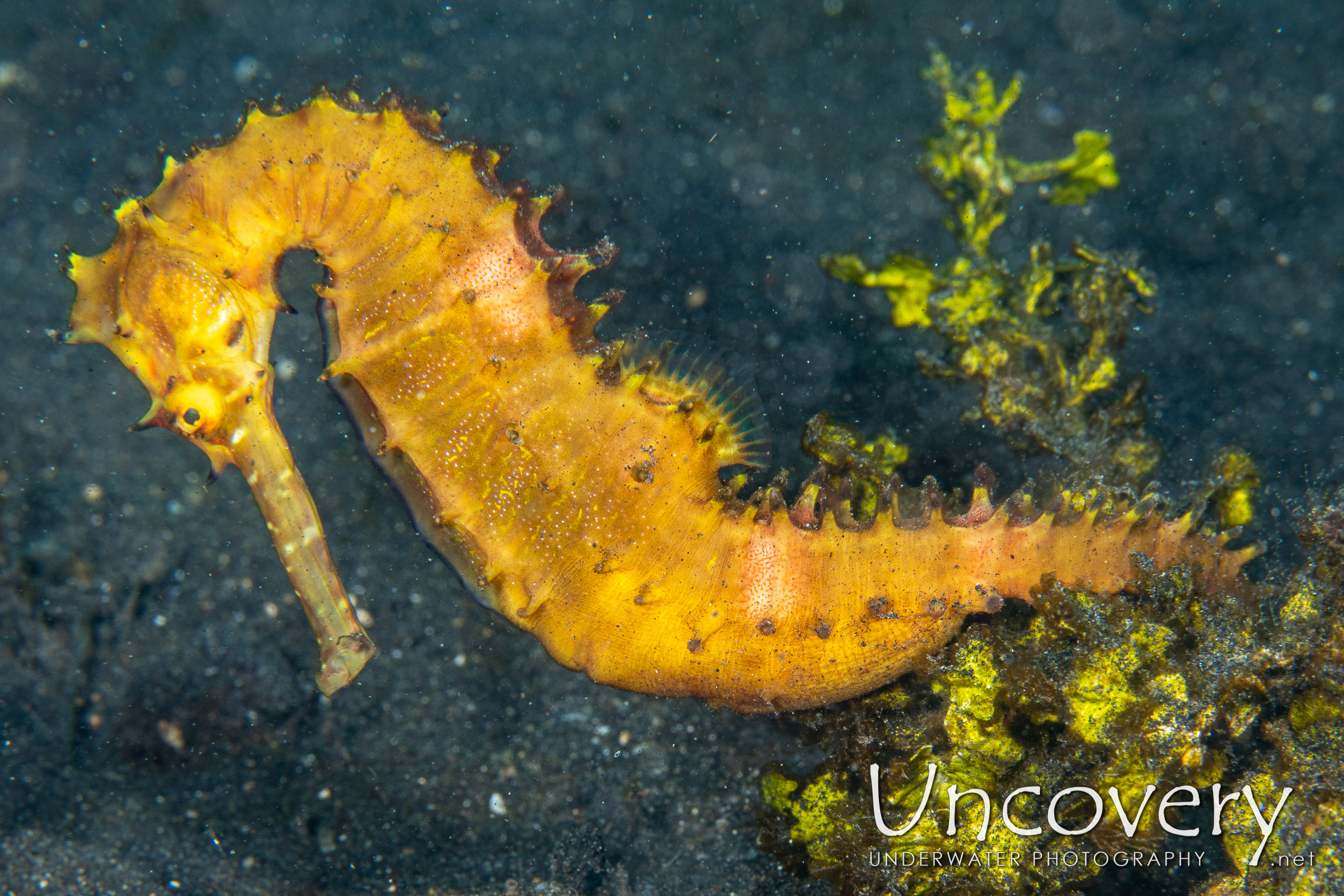 Thorny Seahorse (hippocampus Histrix), photo taken in Indonesia, North Sulawesi, Lembeh Strait, Hairball