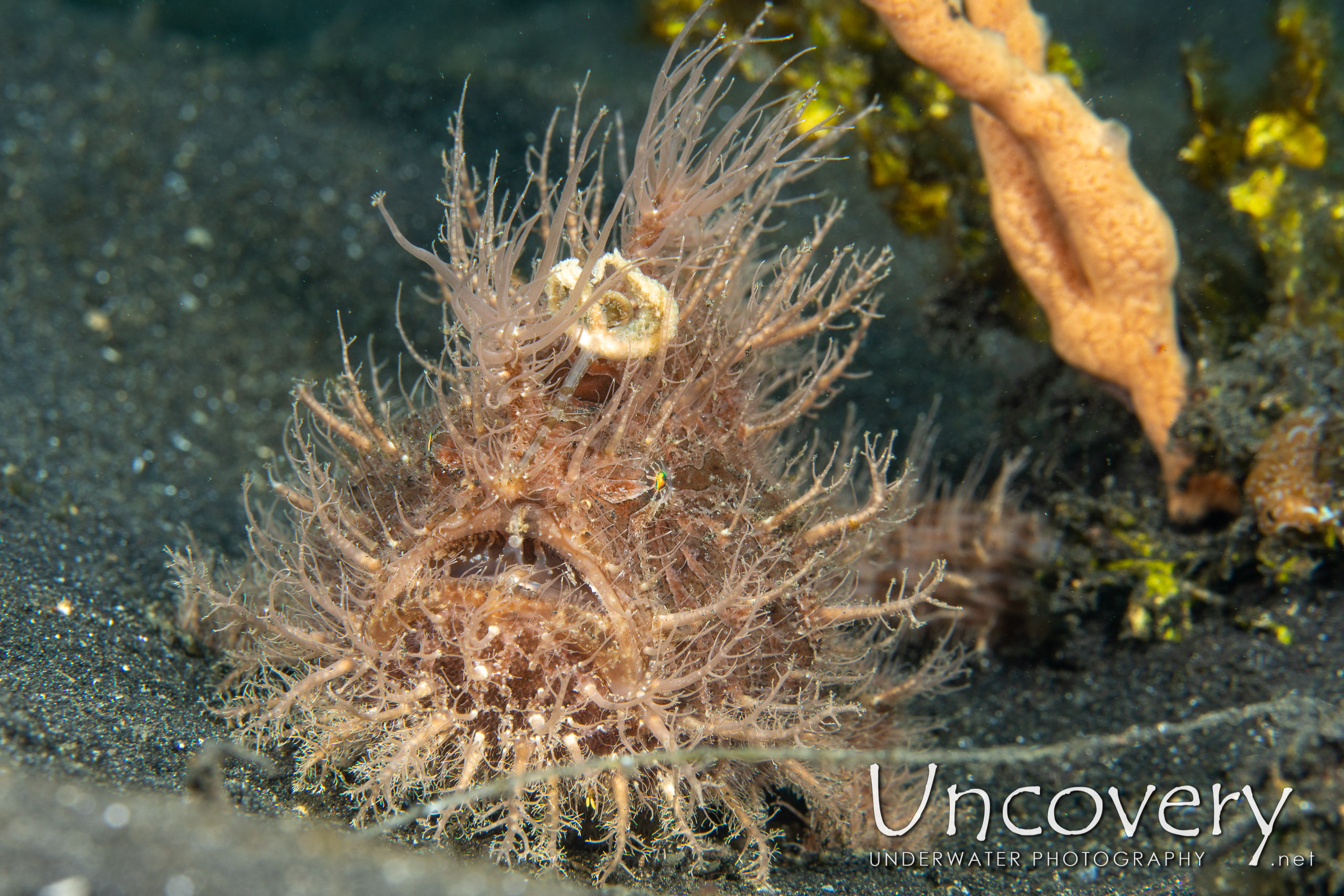 Hairy Frogfish (antennarius Striatus), photo taken in Indonesia, North Sulawesi, Lembeh Strait, Hairball