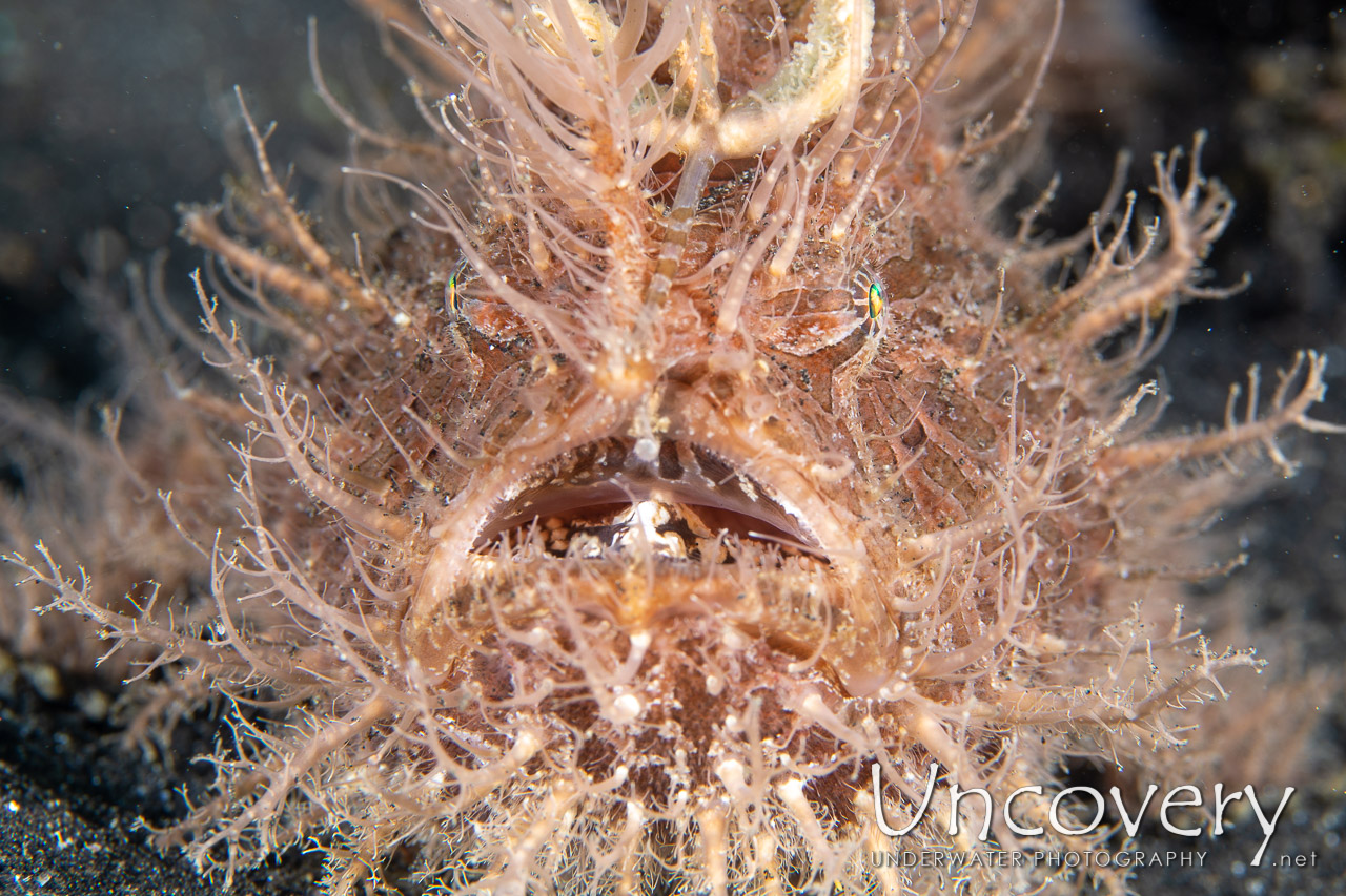 Hairy Frogfish (antennarius Striatus) shot in Indonesia|North Sulawesi|Lembeh Strait|Hairball