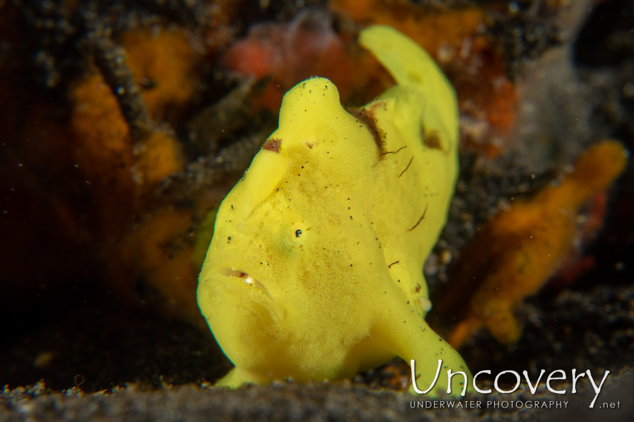 Painted Frogfish (antennarius Pictus) shot in Indonesia|North Sulawesi|Lembeh Strait|Hairball