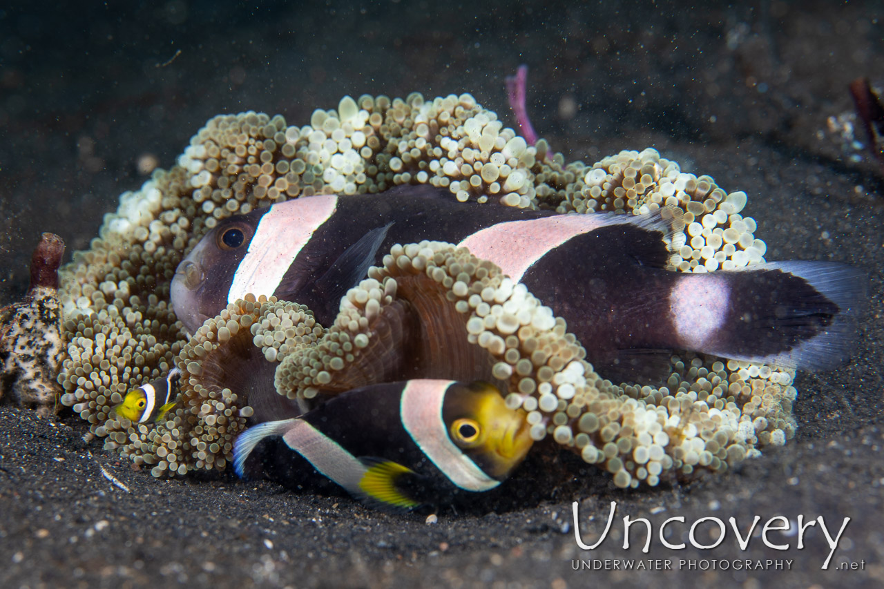 Klark’s Anemonefish (amphiprion Clarkii) shot in Indonesia|North Sulawesi|Lembeh Strait|Hairball