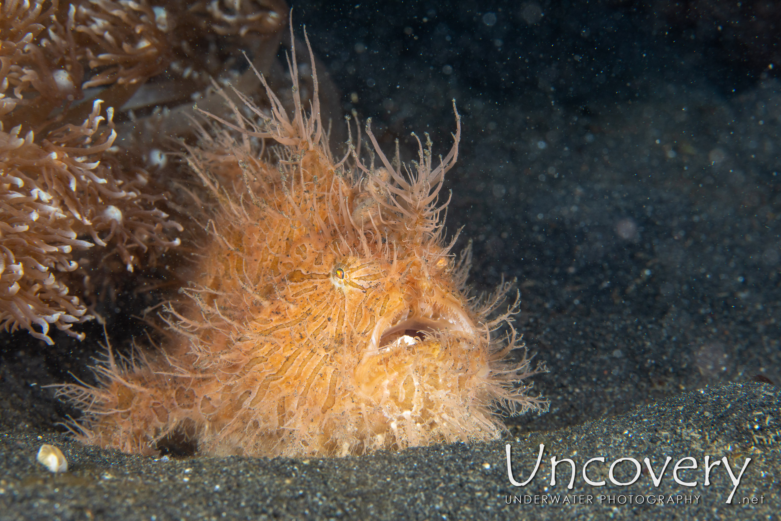 Hairy Frogfish (antennarius Striatus), photo taken in Indonesia, North Sulawesi, Lembeh Strait, Hairball