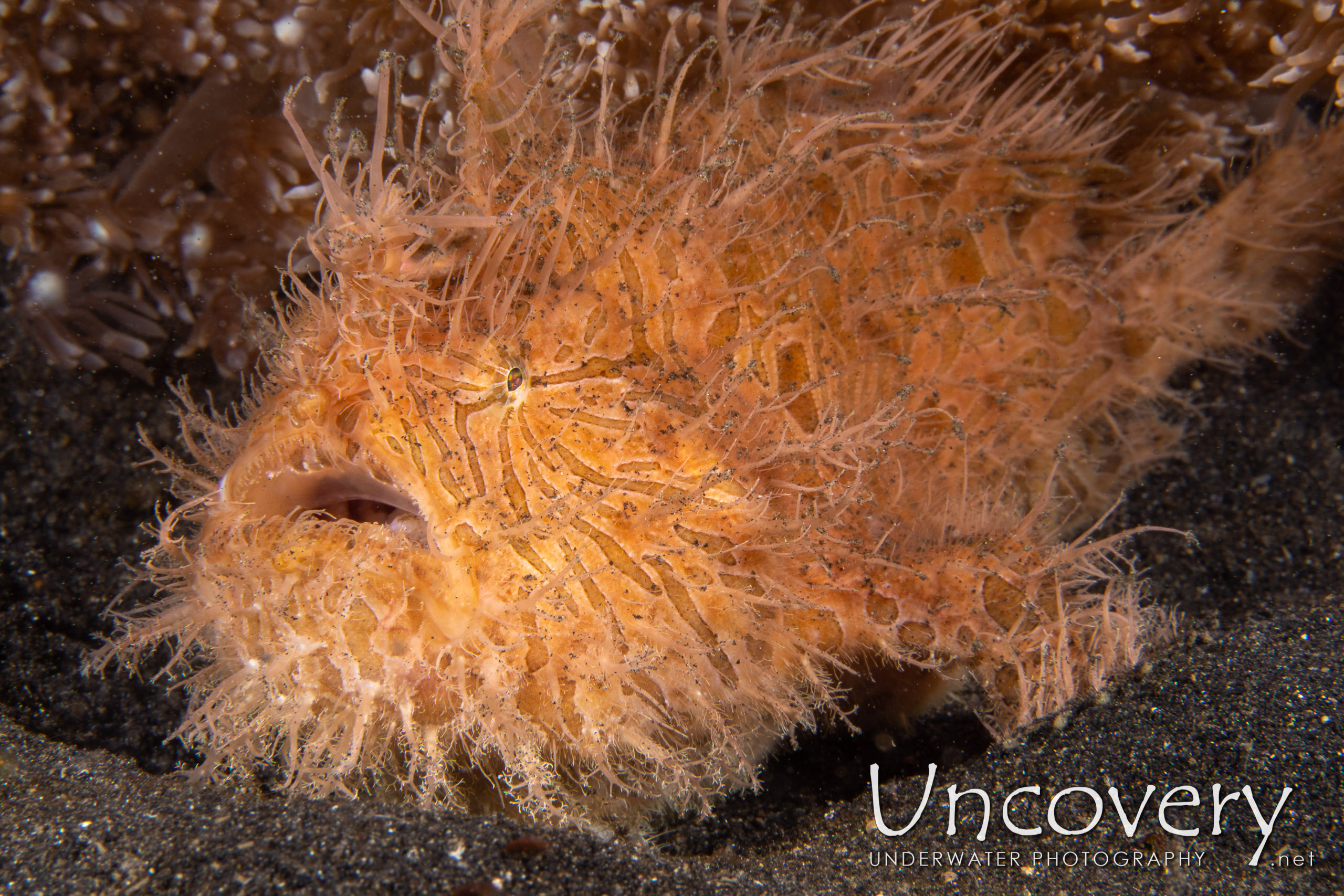 Hairy Frogfish (antennarius Striatus), photo taken in Indonesia, North Sulawesi, Lembeh Strait, Hairball