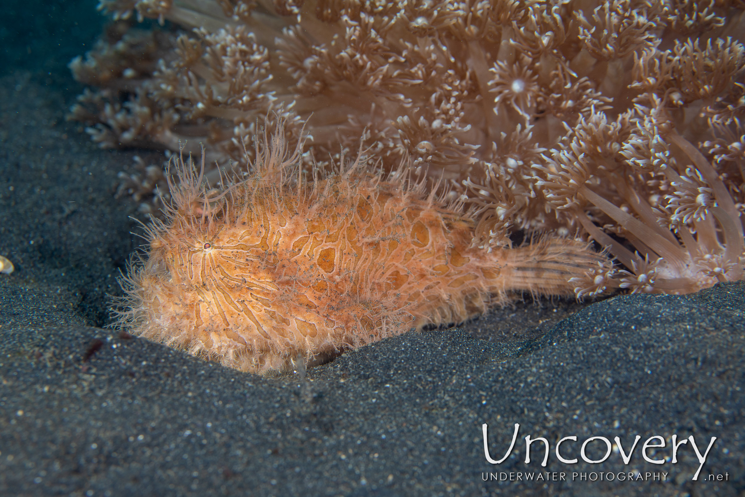 Hairy Frogfish (antennarius Striatus), photo taken in Indonesia, North Sulawesi, Lembeh Strait, Hairball