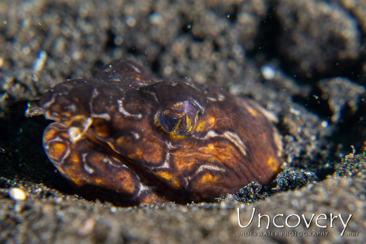 Napoleon Snake Eel (ophichthus Bonaparti) shot in Indonesia|North Sulawesi|Lembeh Strait|Hairball