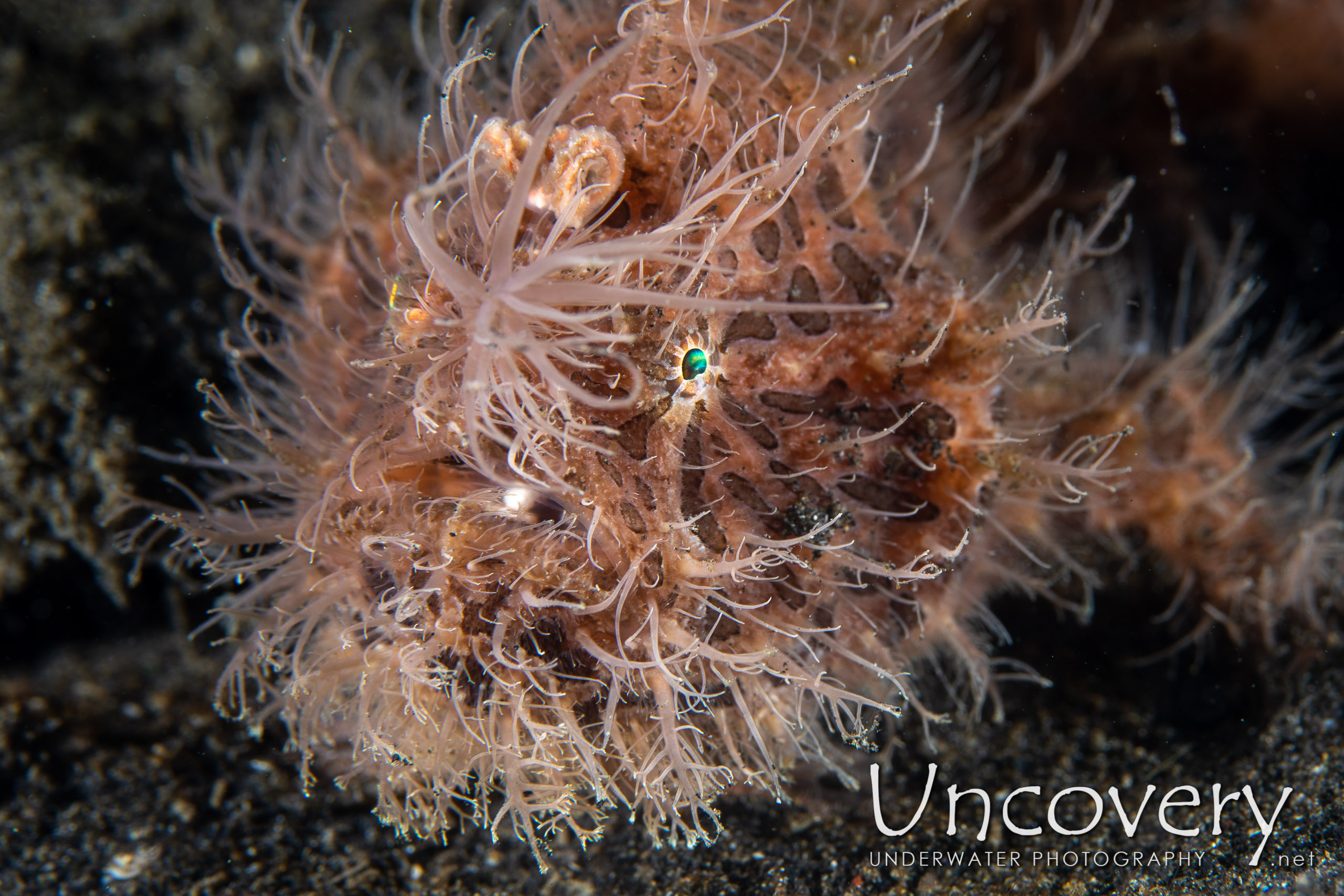 Hairy Frogfish (antennarius Striatus), photo taken in Indonesia, North Sulawesi, Lembeh Strait, Hairball