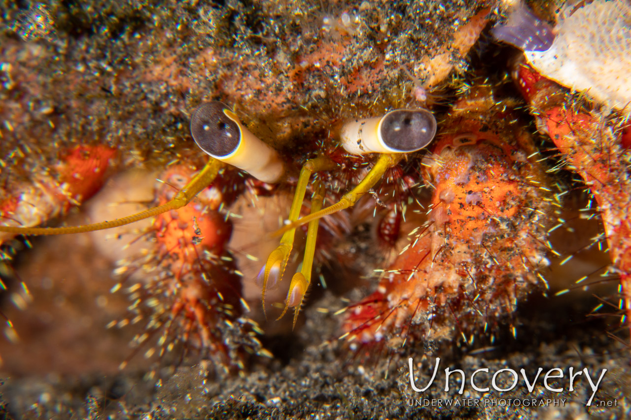 Hermit Crab shot in Indonesia|North Sulawesi|Lembeh Strait|Hairball
