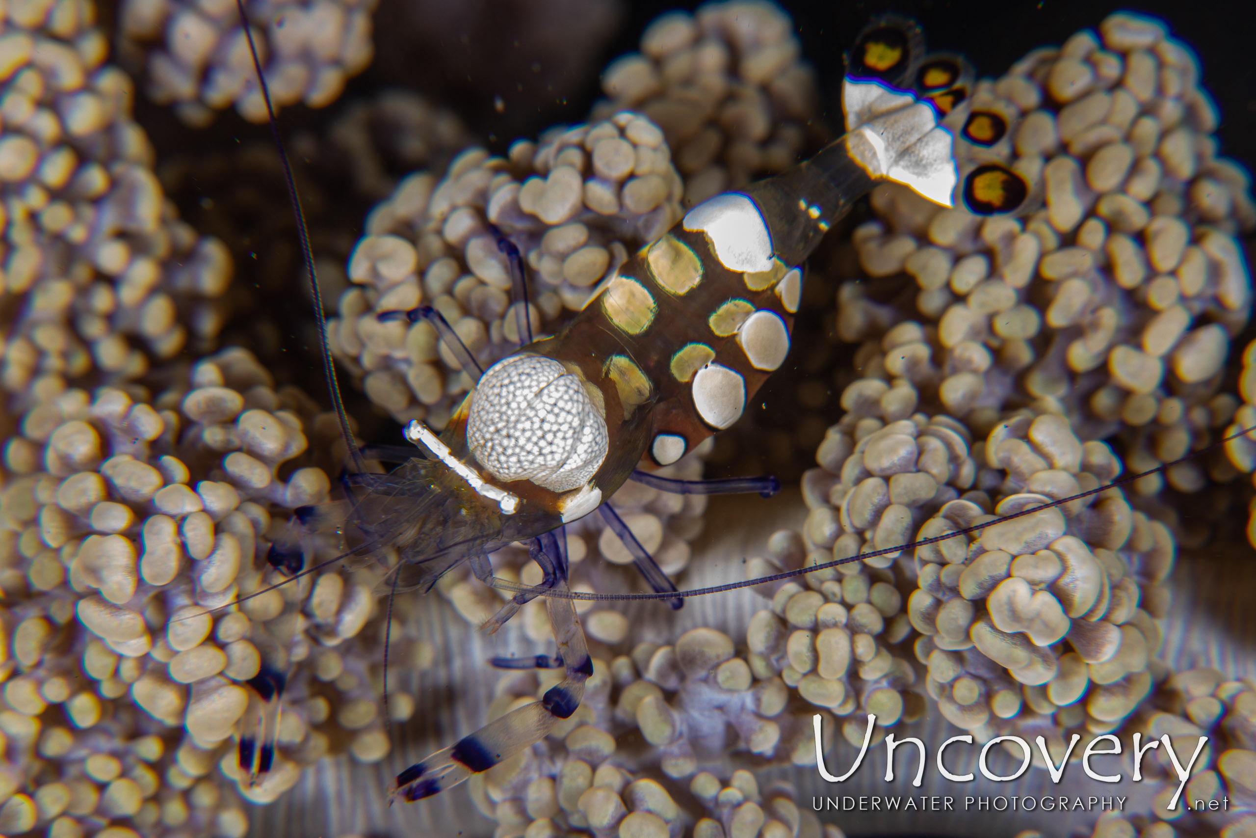 Peacock-tail Anemone Shrimp (periclemes Brevicarpalis), photo taken in Indonesia, North Sulawesi, Lembeh Strait, Hairball