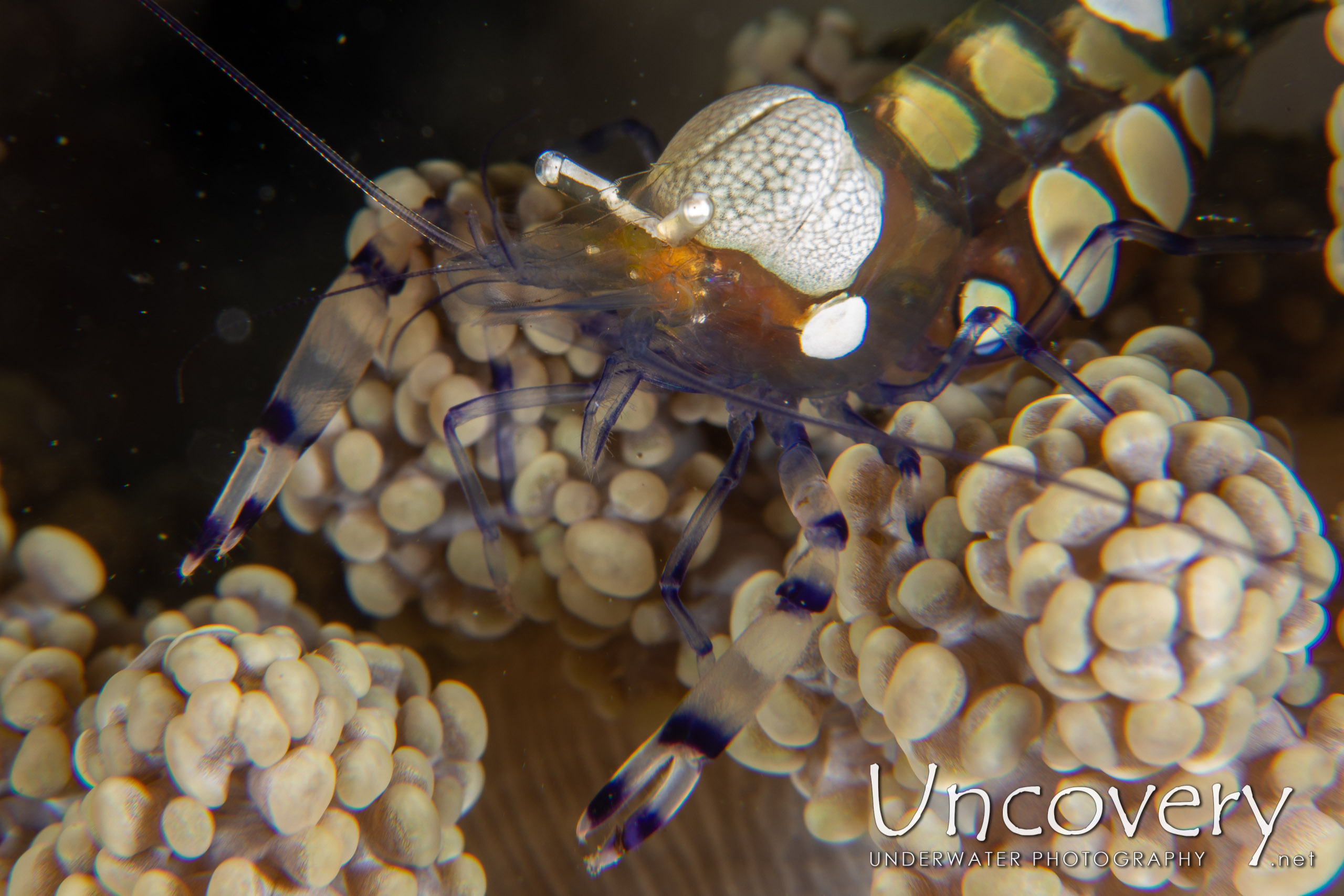 Peacock-tail Anemone Shrimp (periclemes Brevicarpalis), photo taken in Indonesia, North Sulawesi, Lembeh Strait, Hairball