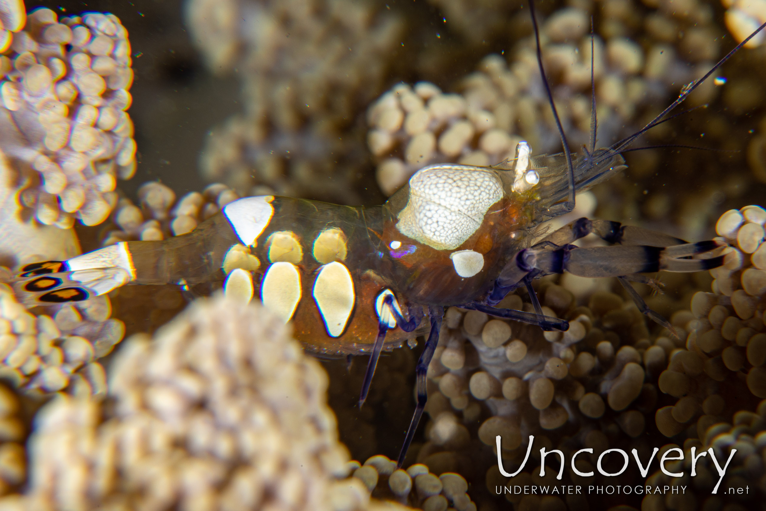 Peacock-tail Anemone Shrimp (periclemes Brevicarpalis), photo taken in Indonesia, North Sulawesi, Lembeh Strait, Hairball