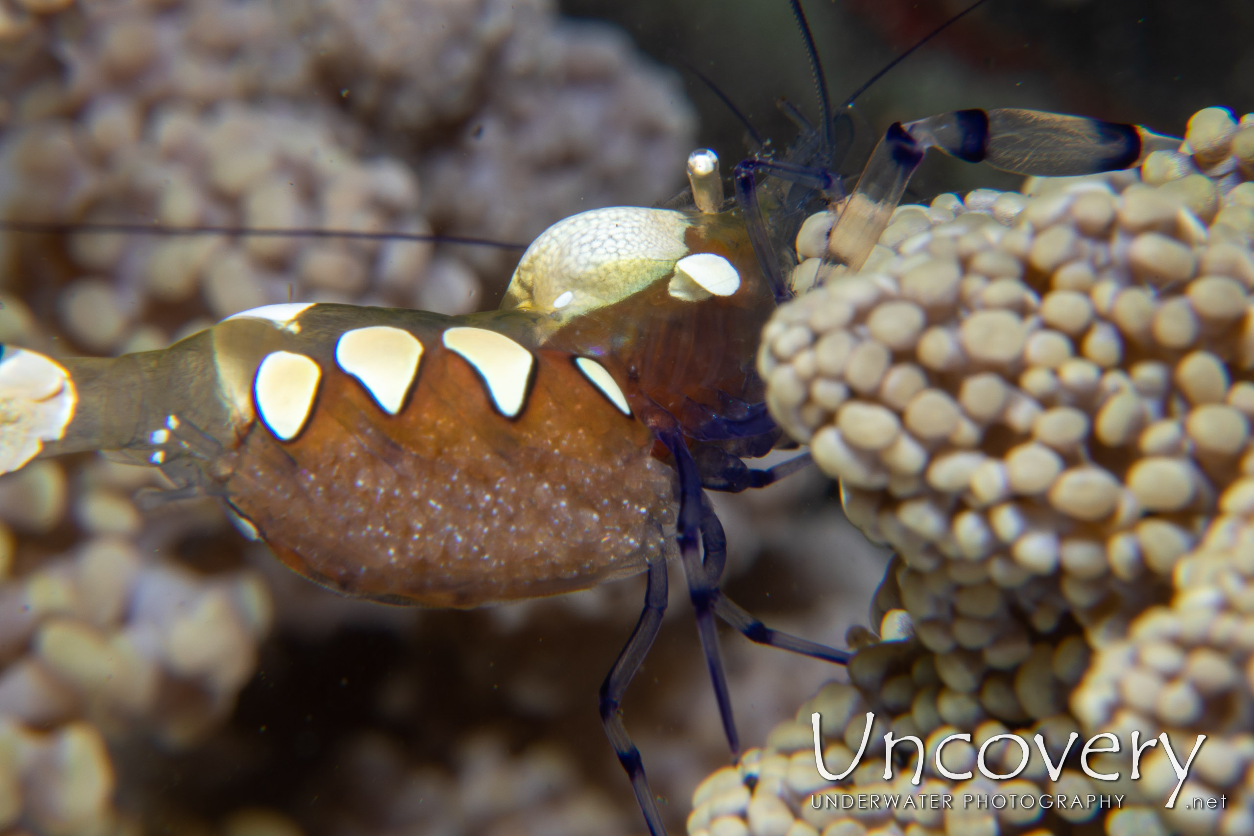 Peacock-tail Anemone Shrimp (periclemes Brevicarpalis), photo taken in Indonesia, North Sulawesi, Lembeh Strait, Hairball