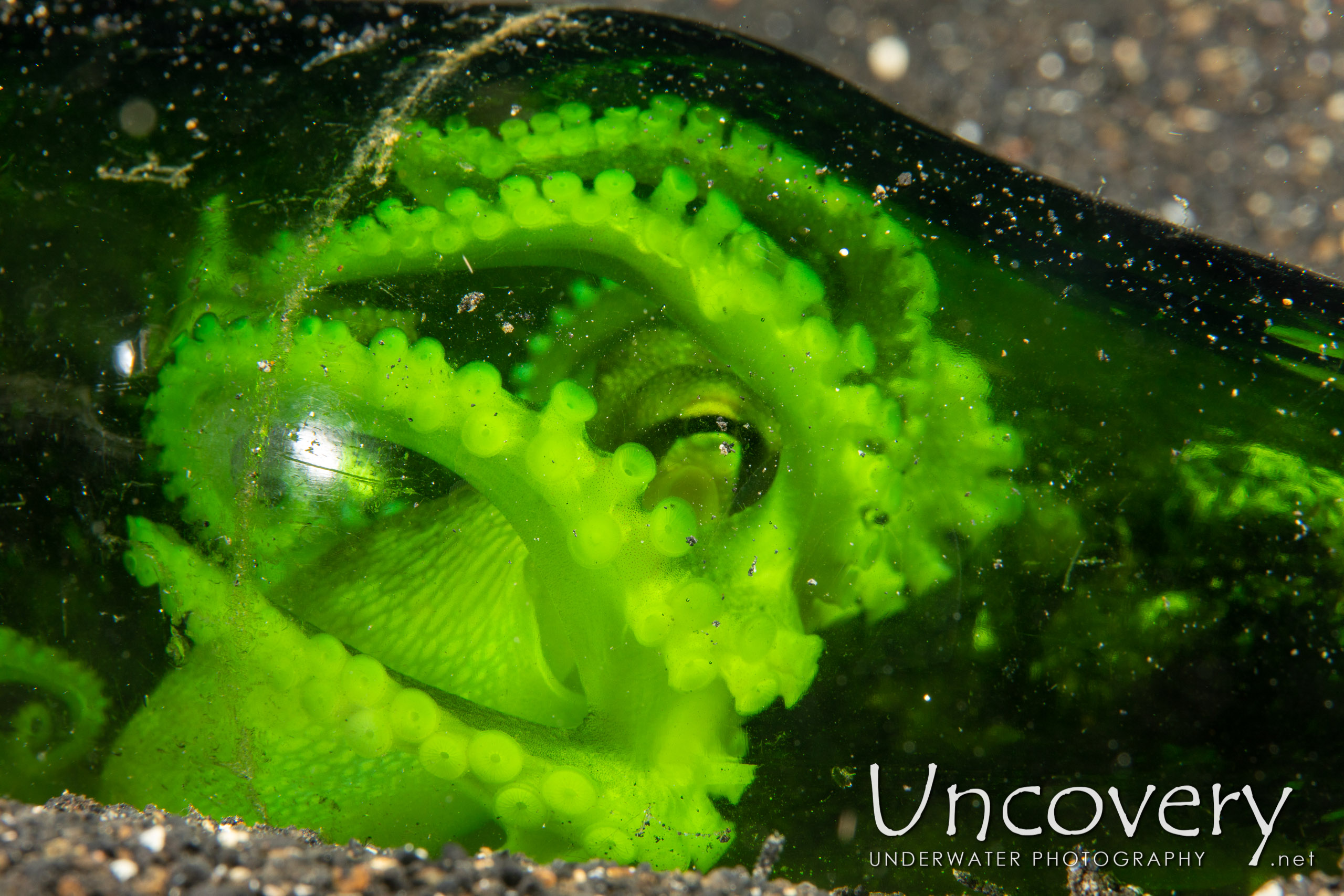 Coconut Octopus (amphioctopus Marginatus), photo taken in Indonesia, North Sulawesi, Lembeh Strait, Hairball