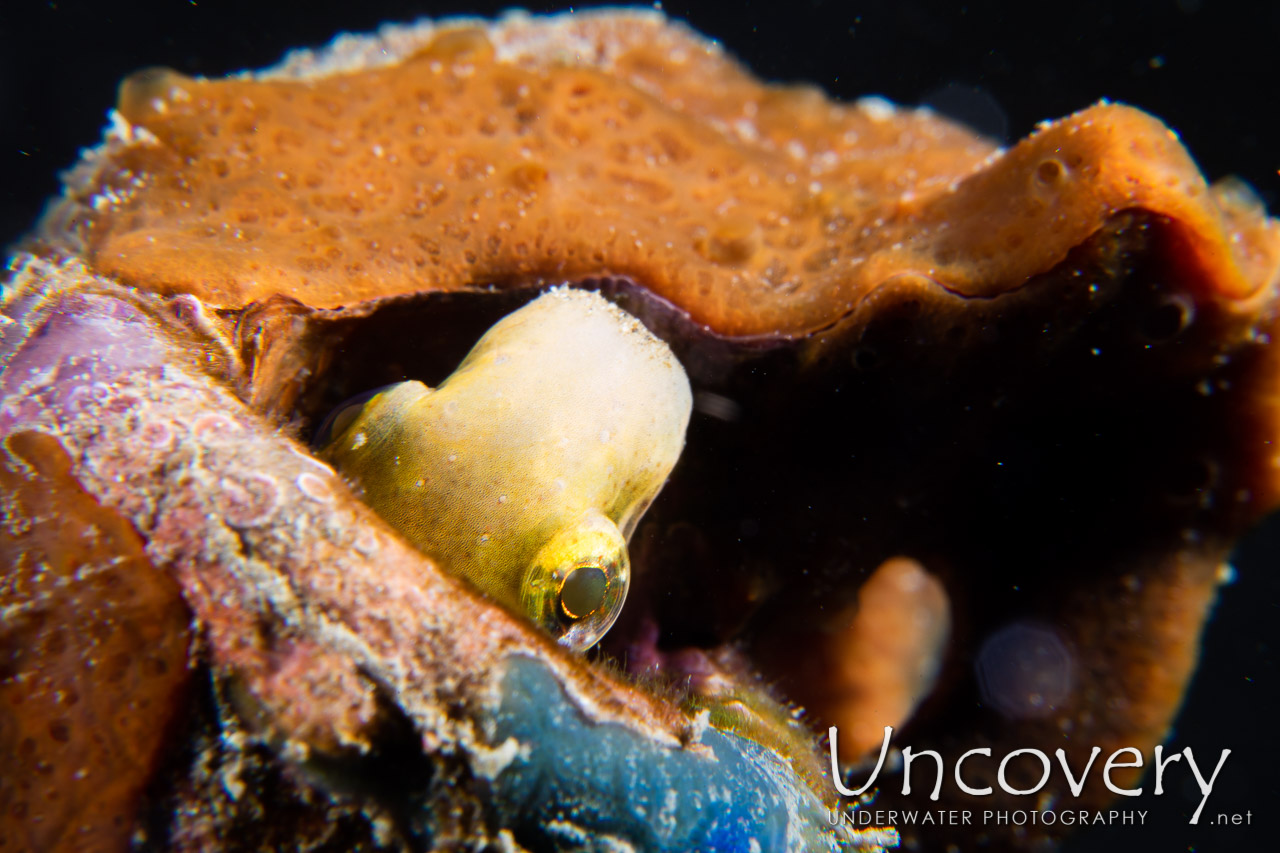 Shorthead Fangblenny (petroscirtes Breviceps), photo taken in Indonesia, North Sulawesi, Lembeh Strait, Pintu Colada 2