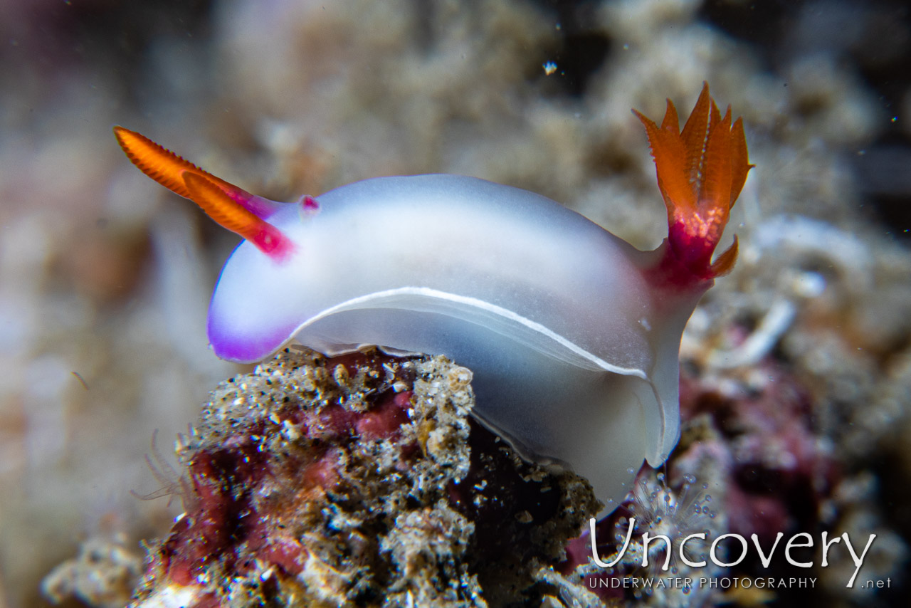 Nudibranch shot in Indonesia|North Sulawesi|Lembeh Strait|Pintu Colada 2